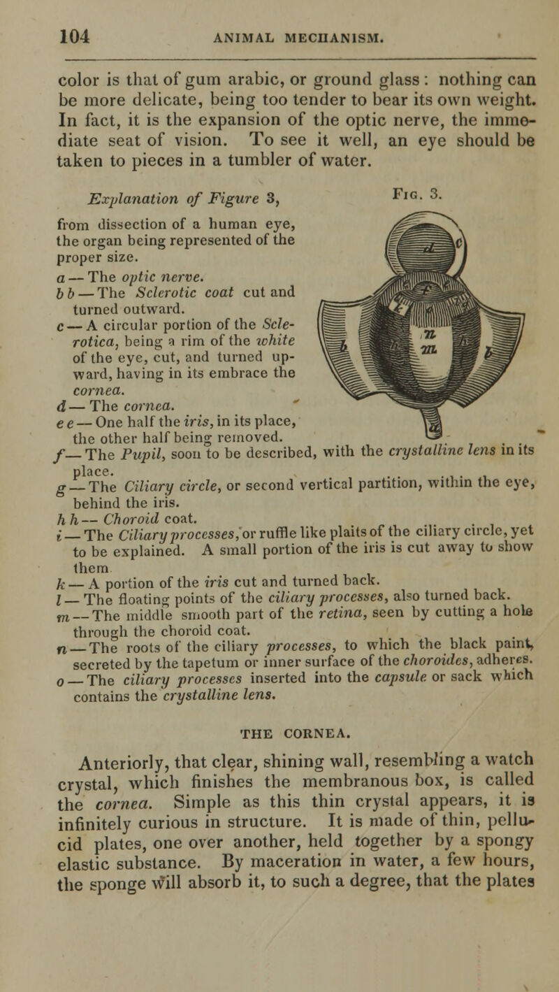 color is that of gum arabic, or ground glass : nothing can be more delicate, being too tender to bear its own weight. In fact, it is the expansion of the optic nerve, the imme- diate seat of vision. To see it well, an eye should be taken to pieces in a tumbler of water. Explanation of Figure 3, from dissection of a human eye, the organ being represented of the proper size. a — The optic nerve. bb — The Sclerotic coat cut and turned outward. c — A circular portion of the Scle- rotica, being a rim of the ichite of the eye, cut, and turned up- ward, having in its embrace the cornea, d — The cornea. ee — One half the iris, in its place, the other half being removed. /_ The Pupil, soon to be described, with the crystalline lens in its place. . . g_The Ciliary circle, or second vertical partition, within the eye, behind the iris. hh—Choroid coat. i _ The Ciliary processes, or ruffle like plaits of the ciliary circle, yet to be explained. A small portion of the iris is cut away to show them k — A portion of the iris cut and turned back. I— The floating points of the ciliary processes, also turned back. m__The middle smooth part of the retina, seen by cutting a hole through the choroid coat. n The roots of the ciliary processes, to which the black paint, secreted by the tapetum or inner surface of the choroides, adheres. 0 The ciliary processes inserted into the capsule or sack which contains the crystalline lens. THE CORNEA. Anteriorly, that clear, shining wall, resembling a watch crystal, which finishes the membranous box, is called the cornea. Simple as this thin crystal appears, it is infinitely curious in structure. It is made of thin, pellu- cid plates, one over another, held together by a spongy elastic substance. By maceration in water, a few hours, the sponge will absorb it, to such a degree, that the plates