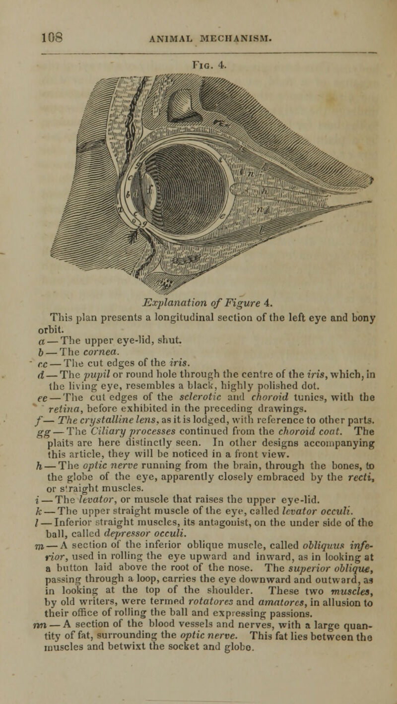 Fig. 4. Explanation of Figure 4. This plan presents a longitudinal section of the left eye and bony orbit. a — The upper eye-lid, shut. b— The cornea. - r.c — The cut edges of the iris. d — The pupil or round hole through the centre of the iris, which, in the living eye, resembles a black, highly polished dot. ee — The cut edges of the sclerotic and choroid tunics, with the retina, before exhibited in the preceding drawings. f— The crystalline lens, as it is lodged, with reference to other parts. gg— The Ciliary processes continued from the choroid coat. The plaits are here distinctly seen. In other designs accompanying this article, they will be noticed in a front view. h — The optic nerve running from the brain, through the bones, to the globe of the eye, apparently closely embraced by the recti, or s'raight muscles. j—The levator, or muscle that raises the upper eye-lid. k — The upper straight muscle of the eye, called levator occuli. I — Inferior straight muscles, its antagonist, on the under side of the ball, called depressor occuli. m — A section of the inferior oblique muscle, called obliquus infe- rior, used in rolling the eye upward and inward, as in looking at a button laid above the root of the nose. The superior oblique, passing through a loop, carries the eye downward and outward, as in looking at the top of the shoulder. These two muscles, by old writers, were termed rotatores and amatores, in allusion to their office of rolling the ball and expressing passions. rvn — A section of the blood vessels and nerves, with a large quan- tity of fat, surrounding the optic nerve. This fat lies between the muscles and betwixt the socket and globo.
