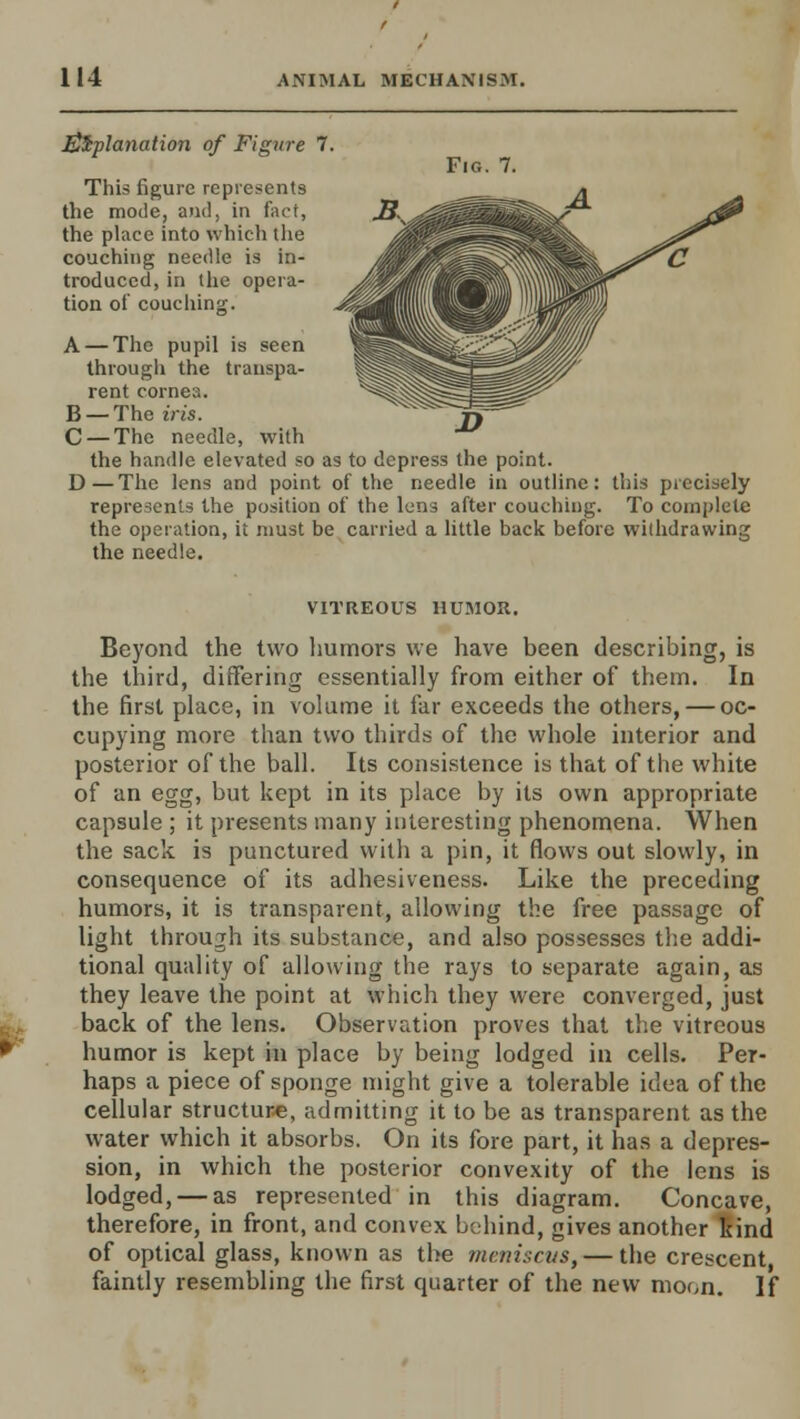 l&tplanation of Figure 1. This figure represents the mode, and, in Fact, the place into which the couching needle is in- troduced, in the opera- tion of couching. Fig. 7. A — The pupil is seen through the transpa- rent cornea. B —The iris. C — The needle, with the handle elevated so as to depress the point. D—The lens and point of the needle in outline: this precisely represents the position of the lens after couching. To complete the operation, it must be carried a little back before withdrawing the needle. VITREOUS HUMOR. Beyond the two humors we have been describing, is the third, differing essentially from either of them. In the first place, in volume it far exceeds the others, — oc- cupying more than two thirds of the whole interior and posterior of the ball. Its consistence is that of the white of an egg, but kept in its place by its own appropriate capsule ; it presents many interesting phenomena. When the sack is punctured with a pin, it flows out slowly, in consequence of its adhesiveness. Like the preceding humors, it is transparent, allowing the free passage of light through its substance, and also possesses the addi- tional quality of allowing the rays to separate again, as they leave the point at which they were converged, just back of the lens. Observation proves that the vitreous humor is kept in place by being lodged in cells. Per- haps a piece of sponge might give a tolerable idea of the cellular structure, admitting it to be as transparent as the water which it absorbs. On its fore part, it has a depres- sion, in which the posterior convexity of the lens is lodged, — as represented in this diagram. Concave, therefore, in front, and convex behind, gives another kind of optical glass, known as the meniscus, — the crescent faintly resembling the first quarter of the new moon. If