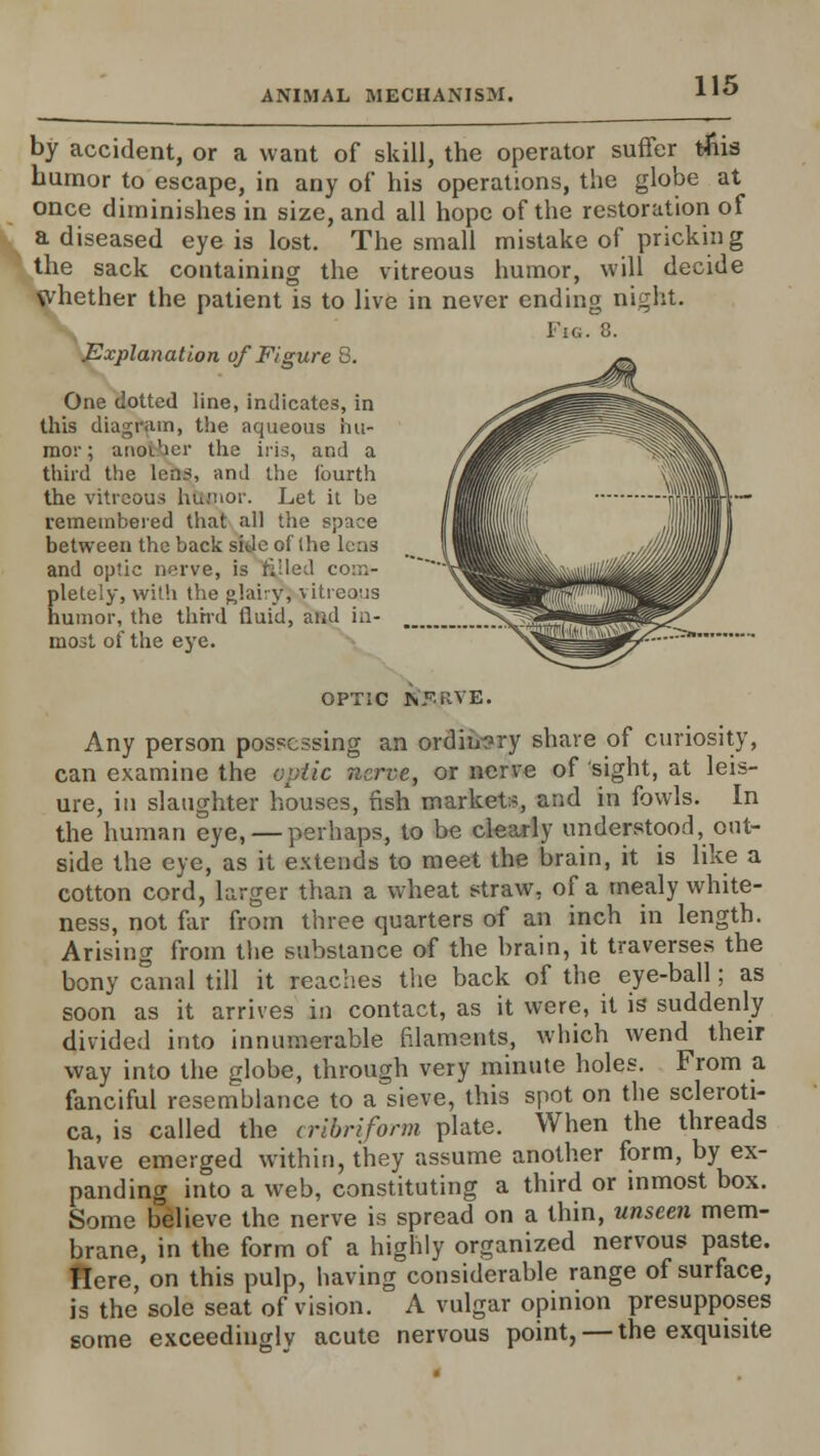 by accident, or a want of skill, the operator suffer tnis humor to escape, in any of his operations, the globe at once diminishes in size, and all hope of the restoration of a diseased eye is lost. The small mistake of pricking the sack containing the vitreous humor, will decide Whether the patient is to live in never ending night. Fig. 8. Explanation of Figure 8. One dotted line, indicates, in this diagram, the aqueous hu- mor ; anoihcr the iris, anil a third the lens, and the fourth the vitreous humor. Let it be remembered that all the space between the back side of the leas and optic nerve, is filled com- pletely, with the glairy} vitreous humor, the third fluid, aiid ia- mo3t of the eye. OPTIC N'F.RVE. Any person possessing an ordinary share of curiosity, can examine the optic nerve, or nerve of sight, at leis- ure, in slaughter houses, fish market-, and in fowls. In the human eye, — perhaps, to be clearly understood, out- side the eye, as it extends to meet the brain, it is like a cotton cord, larger than a wheat straw, of a mealy white- ness, not far from three quarters of an inch in length. Arising from the substance of the brain, it traverses the bony canal till it reaches the back of the eye-ball; as soon as it arrives in contact, as it were, it is suddenly divided into innumerable filaments, which wend their way into the globe, through very minute holes. From a fanciful resemblance to a sieve, this spot on the scleroti- ca, is called the cribriform plate. When the threads have emerged within, they assume another form, by ex- panding into a web, constituting a third or inmost box. Some believe the nerve is spread on a thin, unseen mem- brane, in the form of a highly organized nervous paste. Here, on this pulp, having considerable range of surface, is the sole seat of vision. A vulgar opinion presupposes some exceedingly acute nervous point, — the exquisite