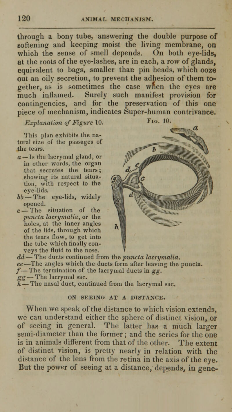 through a bony tube, answering the double purpose of softening and keeping moist the living membrane, on which the sense of smell depends. On both eye-lids, at the roots of the eye-lashes, are in each, a row of glands, equivalent to bags, smaller than pin heads, which ooze out an oily secretion, to prevent the adhesion of them to- gether, as is sometimes the case when the eyes are much inflamed. Surely such manifest provision for contingencies, and for the preservation of this one piece of mechanism, indicates Super-human contrivance. Explanation of Figure 10. This plan exhibits the na- tural size of the passages of the tears, a —Is the lacrymal gland, or in other words, the organ that secretes the tears; showing its natural situa- tion, with respect to the eye-lids. bb— The eye-lids, widely opened, c — The situation of the puncta lacrymalia, or the holes, at the inner angles of the lids, through which the tears flow, to get into the tube which finally con- veys the fluid to the nose. dd— The ducts continued from the puncta lacrymalia. ee—The angles which the ducts form after leaving the puncta. f—The termination of the lacrymal ducts in gg. gg — The lacrymal sac. h — The nasal duct, continued from the lacrymal sac. ON SEEING AT A DISTANCE. When we speak of the distance to which vision extends, we can understand either the sphere of distinct vision, or of seeing in general. The latter has a much larger semi-diameter than the former; and the series for the one is in animals different from that of the other. The extent of distinct vision, is pretty nearly in relation with the distance of the lens from the retina in the axis of the eye. But the power of seeing at a distance, depends, in gene-
