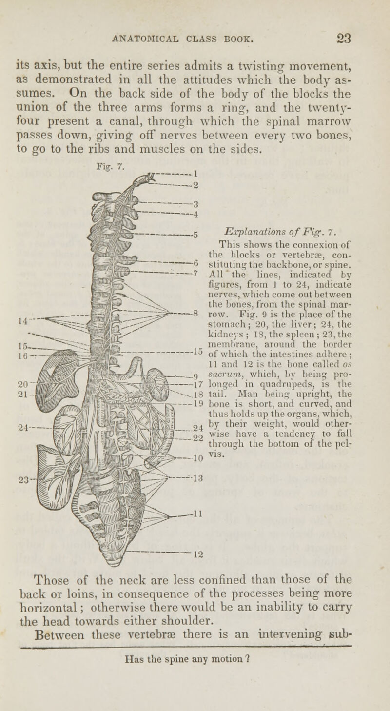 its axis, but the entire series admits a twisting- movement, as demonstrated in all the attitudes which the body as- sumes. On the back side of the body of the blocks the union of the three arms forms a ring, and the twenty- four present a canal, through which the spinal marrow passes down, giving off nerves between every two bones, to go to the ribs and muscles on the sides. Explanations of Fig. 7. This shows the connexion of the blocks or vertebrae, con- stituting the backbone, or spine. All the lines, indicated by figures, from 1 to 24, indicate nerves, which come out between the bones, from the spinal mar- row. Fig. 9 is the place of the stomach; 20, the liver; 24, the kidneys ; 13, the spleen ; 23, the membrane, around the border of which the intestines adhere ; 11 and 12 is the bone called os sacrum, which, by being pro- 17 longed in quadrupeds, is the 18 tail. Man being upright, the 19 bone is short, and curved, and thus holds up the organs, which, 24 by their weight, would other- wise have a tendency to fall through the bottom of the pel- Those of the neck are less confined than those of the back or loins, in consequence of the processes being more horizontal; otherwise there would be an inability to carry the head towards either shoulder. Between these vertebrae there is an intervening sub- Has the spine any motion ?