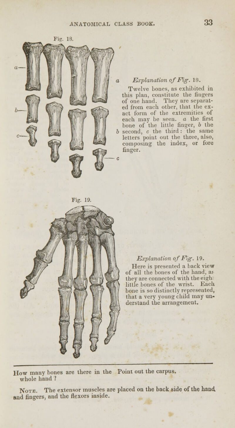 Fis. 18. 33 Explanation of Fig. 18. Twelve bones, as exhibited in this plan, constitute the fingers of one hand. They are separat- ed from each other, that the ex- act form of the extremities of each may be seen, a the first bone of the little finger, b the b second, c the third: the same letters point out the three, also, composing the index, or fore finger. Fig. 19. Explanation of Fig. 19. Here is presented a back view of all the bones of the hand, as they are connected with the eigh. little bones of the wrist. Each bone is so distinctly represented, that a very young child may un- derstand the arrangement. How many bones are there in the Point out the carpus, whole hand ? Note. The extensor muscles are placed on the back side of the hand, and fingers, and the flexors inside.