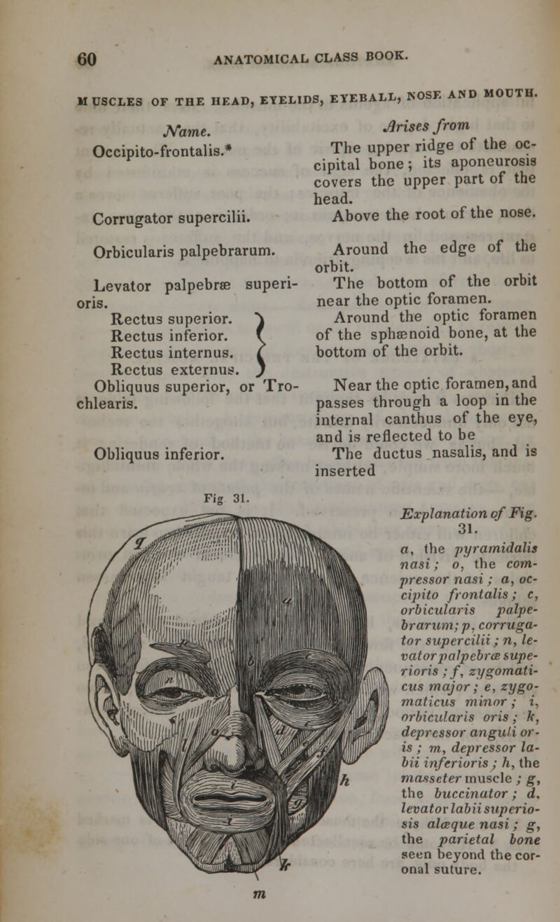 MUSCLES OF THE HEAD, EYELIDS, EYEBALL, ROSE AND MOCTH. Name. Occipito-frontalis.* Corrugator supercilii. Orbicularis palpebrarum. Levator palpebral superi- ors. Rectus superior. \ Rectus inferior. f Rectus internus. £ Rectus externum, j Obliquus superior, or Tro- chlearis. Obliquus inferior. Fig 31. Arises from The upper ridge of the oc- cipital bone; its aponeurosis covers the upper part of the head. Above the root of the nose. Around the edge of the orbit. The bottom of the orbit near the optic foramen. Around the optic foramen of the spheenoid bone, at the bottom of the orbit. Near the optic foramen, and passes through a loop in the internal canthus of the eye, and is reflected to be The ductus nasalis, and is inserted Explanation of Fig. 31. a, the pyramidalis nasi; o, the com- pressor nasi; a, oc- cipito frontalis; c, orbicularis palpe- brarum; p, corruga- tor supercilii; n, le- vator palpebral supe- rioris; f, zygomati- cus major; e, zygo- maticus minor; t, orbicularis oris; k, depressor anguli or- is ; m, depressor la- bii inferioris; h, the masseter muscle ; g, the buccinator; d, levator labii superio- sis alceque nasi; g, the parietal bone seen beyond the cor- onal suture.