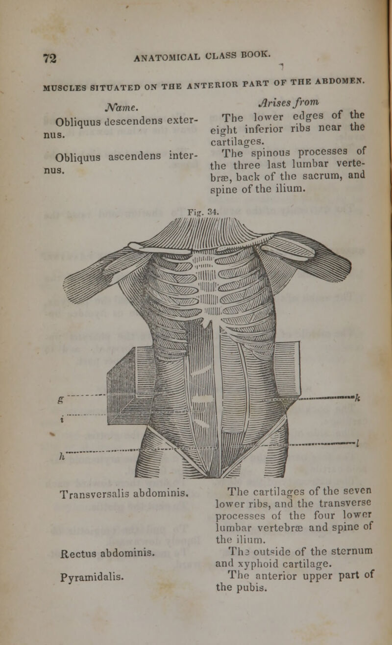 MUSCLES SITUATED ON TOE ANTERIOR PART OF THE ABDOMEN. Name. Obliquus descendens exter- nus. Obliquus ascendens inter- ims. Jlrises from The lower edges of the eitrht inferior ribs near the cartilages. The spinous processes of the three last lumbar verte- brae, back of the sacrum, and spine of the ilium. Transversalis abdominis. Rectus abdominis. Pyramidalis. The cartilages of the seven lower ribs, and the transverse processes of the four lower lumbar vertebra and spine of the ilium. Th3 outside of the sternum and xyphoid cartilage. The anterior upper part of the pubis.