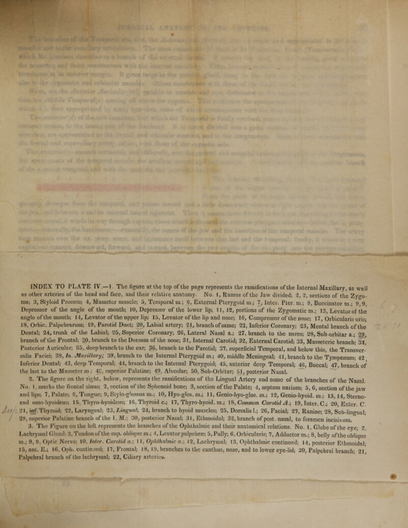 INDEX TO PLATE IV.—1. The figure at the top of the page represents the ramifications of the Internal Maxillary, as well as other arteries of the head and face, and their relative anatomy. No. 1, Ramus of the Jaw divided; 2, 2, sections of the Zygo- ma; 3, Styloid Process; 4, Masseter muscle; 5, Temporal m.; 6, External Pterygoid m.; 7, Inter. Pter.m.; 8, Buccinator m.; 9,9, Depressor of the angle of the mouth; 10, Depressor of the lower lip; 11, 12, portions of the Zygomatic m.; 13, Levator of the angle of the mouth; 14, Levator of the upper lip; 15, Levator of the lip and nose; 16, Compressor of the nose; 17, Orbicularis oris; 18, Orbic. Palpebrarum; 19, Parotid Duct; 20, Labial artery; 21, branch of same; 22, Inferior Coronary; 23, Mental branch of the Dental; 24, trunk of the Labial; 25, Superior Coronary; 26, Lateral Nasal a.; 27, branch to the nares; 28, Sub-orbitar a.; 29, branch of the Frontal; 30, branch to the Dorsum of the nose; 31, Internal Carotid; 32, External Carotid; 33, Masseteric branch- 34 Posterior Auricular; 35, deep branch to the ear; 3G, branch to the Parotid; 37, superficial Temporal, and below this, the Transver- salis Faciei; 38, In. Maxillary; 39, branch to the Internal Pterygoid m.; 40, middle Meningeal; 41, branch to the Tympanum; 42 Inferior Dental; 43, deep Temporal; 44, branch to the Internal Pterygoid; 45, anterior deep Temporal; 46, Buccal; 47, branch of the last to the Masseter m.; 4C, superior Palatine; 49, Alveolar; 50, Sub-Orbitar; 51, posterior Nasal. 2. The figure on the right, below, represents the ramifications of the Lingual Artery and some of the branches of the Nasal. No. 1, marks the frontal sinus; 2, section of the Sphenoid bone; 3, section of the Palate; 4, septum naiium; 5, 6, section of the iaw and lips; 7, Palate; 8, Tongue; 9, Siylo-glossus m.; 10, Hyo-glos. m.; 11, Genio-hyo-glos. m.; 12, Genio-hyoid. m.; 13,14, Sterno- and omo-hyoideus; 15, Thyro-hyoidcus; 16, Thyroid c; 17, Thyro-hyoid. m.; 18, Common Carotid A.; 19, Inter. C; 20 Exter. C. 21, mf. Thyroid; 22, Laryngeal; 23, Lingual; 24, branch to hyoid muscles; 25, Dorsalis 1.; 26, Facial; 27, Ranine; 28, Sub-lingual; 29, superior Palatine branch of the I. M.; 30, posterior Nasal; 31, Ethmoidal; 32, branch of post, nasal, to foramen incisivum. 3. Tlie Figure on the left represents the branches of the Ophthalmic and their anatomical relations. No. 1, Globe of the eye; 2, Lachrymal Gland: 3, Tendon of the sup. oblique m.; 4, Levator palpebral 5,Pully; 6, Orbicularis; 7, Adductor m.; 8, belly of the oblique m.; 9, 9, Optic Nerve; 10, Inter. Carotid a.; II, Ophthalmic a.; 12, Lachrymal; 13, Ophthalmic continued; 14, posterior Ethmoidal- 15, ant. E.; 1G, Oph. coiitiiiticd; 17, Frontal; 18, 19, branches to the canthus, nose, and to lower eye-lid; 20, Palpebral branch; 21 Palpebral branch of the lachrymal; 22, Ciliary arteries.