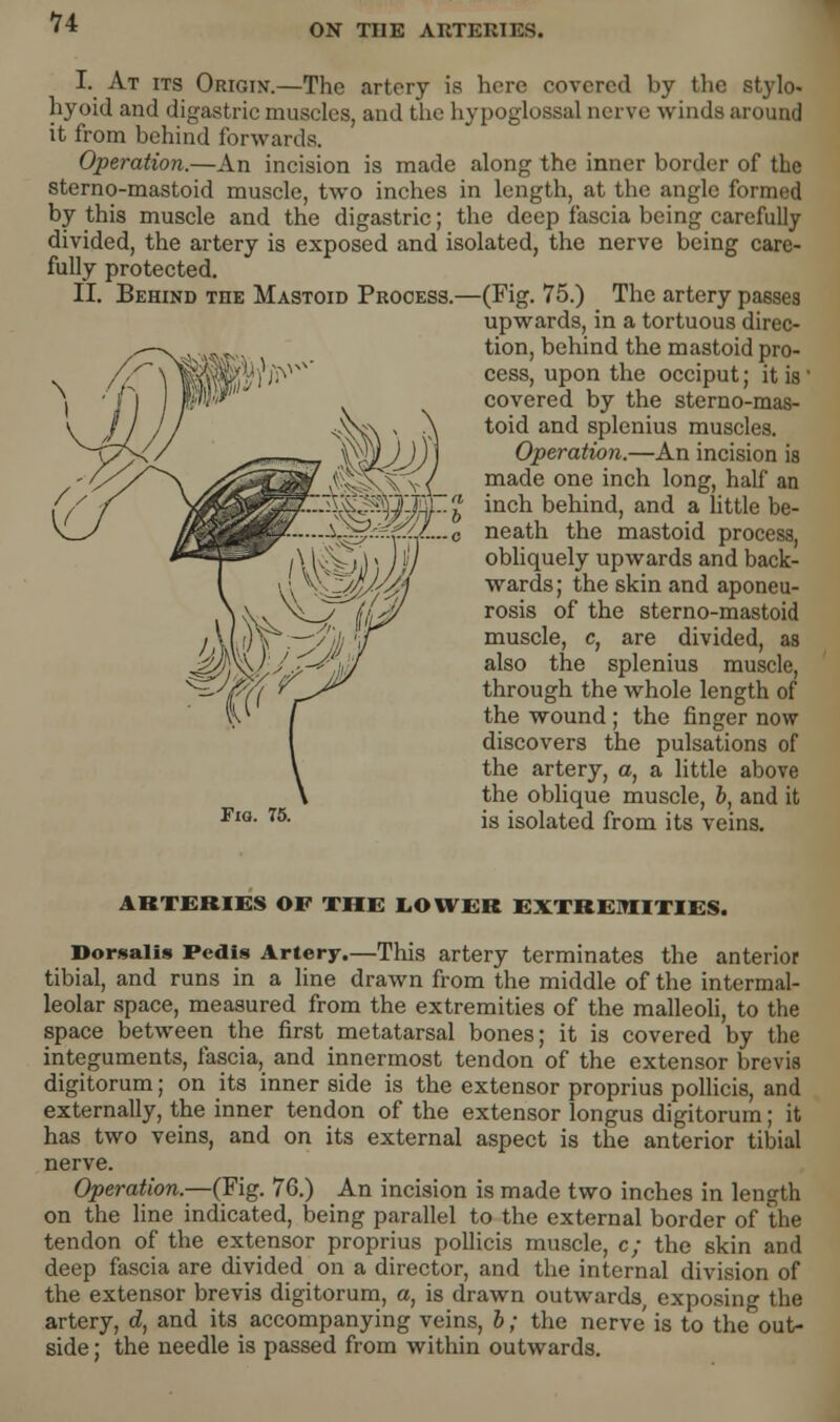 ON THE ARTERIES. I. At its Origin.—The artery is here covered by the stylo, hyoid and digastric muscles, and the hypoglossal nerve winds around it from behind forwards. Operation.—An incision is made along the inner border of the sterno-mastoid muscle, two inches in length, at the angle formed by this muscle and the digastric; the deep fascia being carefully divided, the artery is exposed and isolated, the nerve being care- fully protected. II. Behind the Mastoid Process.—(Fig. 75.) The artery passes upwards, in a tortuous direc- tion, behind the mastoid pro- cess, upon the occiput; it is covered by the sterno-mas- toid and splenius muscles. Operation.—An incision is made one inch long, half an inch behind, and a little be- neath the mastoid process, obliquely upwards and back- wards; the skin and aponeu- rosis of the sterno-mastoid muscle, c, are divided, as also the splenius muscle, through the whole length of the wound ; the finger now discovers the pulsations of the artery, a, a little above the oblique muscle, b, and it is isolated from its veins. ARTERIES OF THE LOWER EXTREMITIES. Dorsali* Pedis Artery.—This artery terminates the anterior tibial, and runs in a line drawn from the middle of the intermal- leolar space, measured from the extremities of the malleoli, to the space between the first metatarsal bones; it is covered by the integuments, fascia, and innermost tendon of the extensor brevis digitorum; on its inner side is the extensor proprius pollicis, and externally, the inner tendon of the extensor longus digitorum; it has two veins, and on its external aspect is the anterior tibial nerve. Operation—(Fig. 76.) An incision is made two inches in length on the line indicated, being parallel to the external border of the tendon of the extensor proprius pollicis muscle, c; the skin and deep fascia are divided on a director, and the internal division of the extensor brevis digitorum, a, is drawn outwards, exposing the artery, d, and its accompanying veins, b; the nerve is to the out- side ; the needle is passed from within outwards.