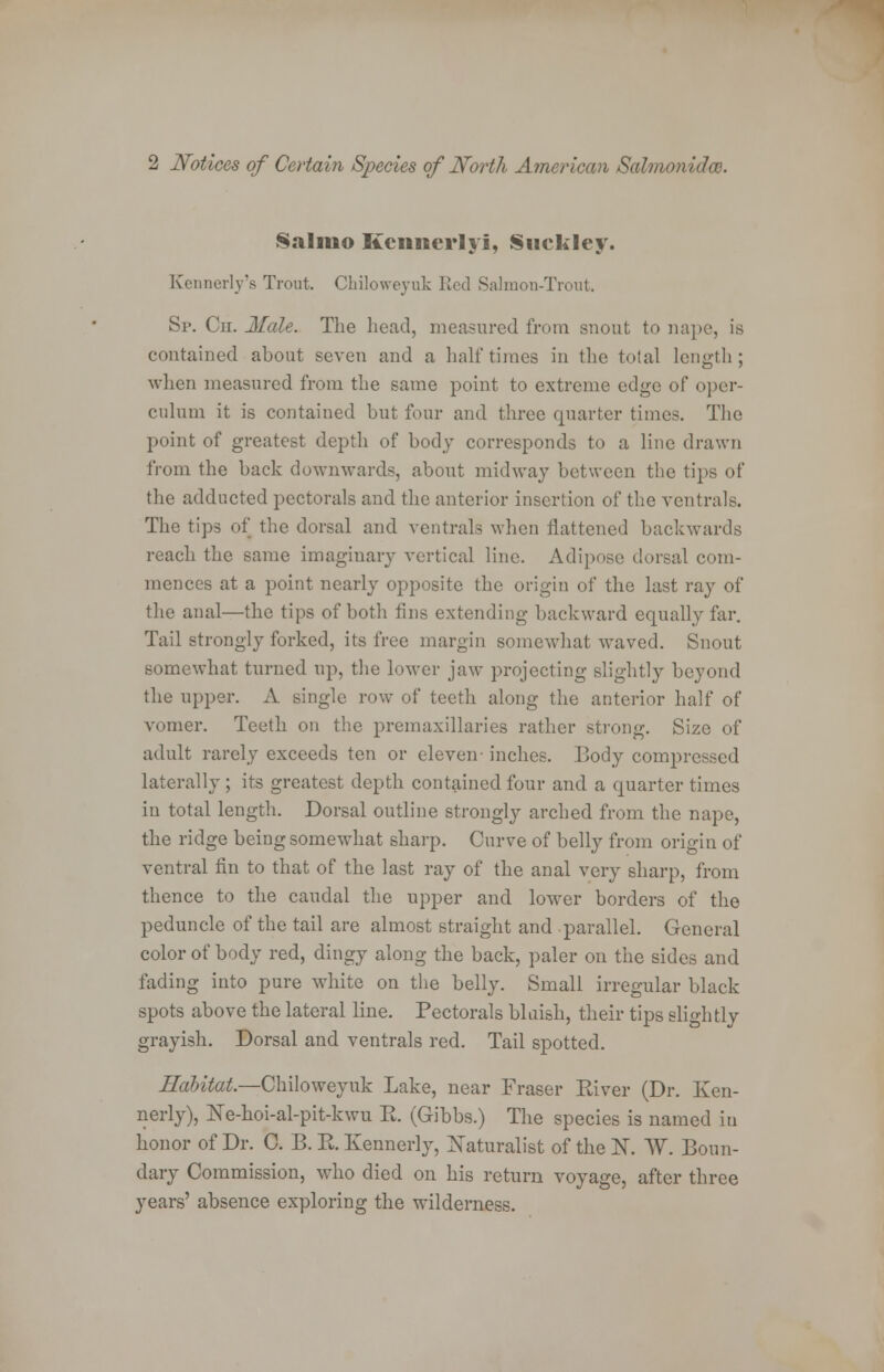 Salmo Kcimerlyi, Sucklcy. Kennedy's Trout. Chiloweyuk Red Salmon-Trout. Sp. Cu. Male. The head, measured from snout to nape, is contained about seven and a half times in the total length ; when measured from the same point to extreme edge of oper- culum it is contained but four and three quarter times. The point of greatest depth of body corresponds to a line drawn from the back downwards, about midway between the tips of the adducted pectorals and the anterior insertion of the ventrals. The tips of the dorsal and ventrals when flattened backwards reach the same imaginary vertical line. Adipose dorsal com- mences at a point nearly opposite the origin of the last ray of the anal—the tips of both fins extending backward equally far. Tail strongly forked, its free margin somewhat waved. Snout somewhat turned up, the lower jaw projecting slightly beyond the upper. A single row of teeth along the anterior half of vomer. Teeth on the premaxillaries rather strong. Size of adult rarely exceeds ten or eleven-inches. Body compre laterally ; its greatest depth contained four and a quarter times in total length. Dorsal outline strongly arched from the nape, the ridge being somewhat sharp. Curve of belly from origin of ventral fin to that of the last ray of the anal very sharp, from thence to the caudal the upper and lower borders of the peduncle of the tail are almost straight and parallel. General color of body red, dingy along the back, paler on the sides and fading into pure white on the belly. Small irregular black spots above the lateral line. Pectorals bluish, their tips slightly grayish. Dorsal and ventrals red. Tail spotted. Habitat.—Chiloweyuk Lake, near Fraser River (Dr. Ken- nerly), Ne-hoi-al-pit-kwu E. (Gibbs.) The species is named in honor of Dr. C. B. E. Kennerly, Naturalist of the K W. Boun- dary Commission, who died on his return voyage, after three years' absence exploring the wilderness.