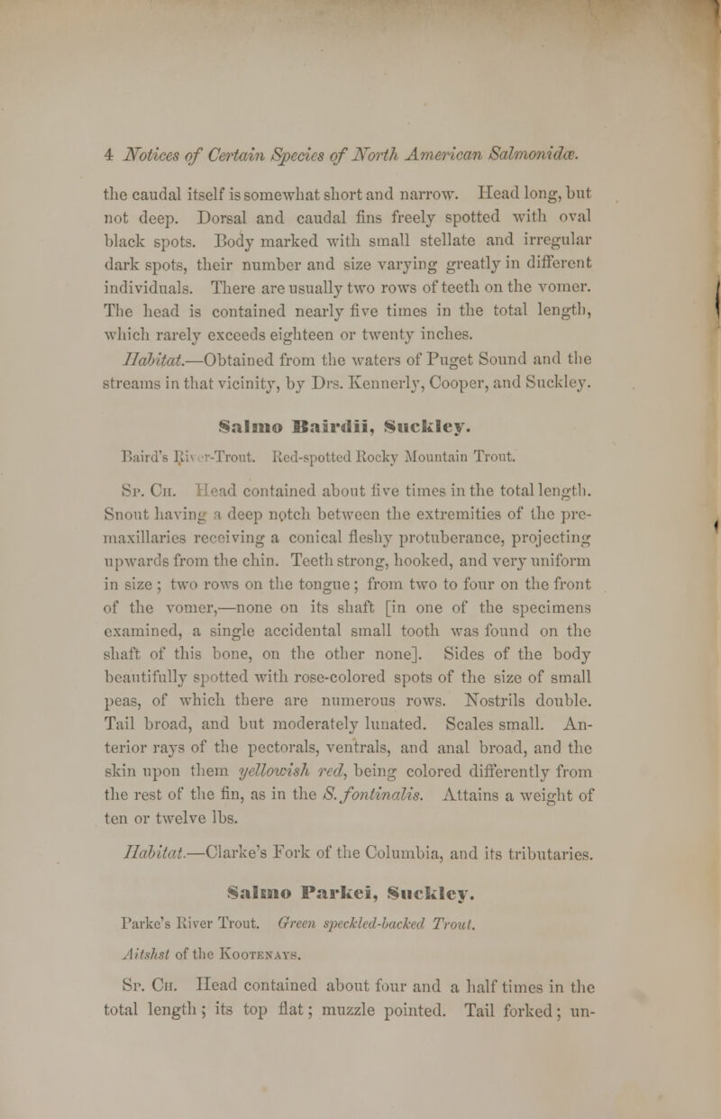 the caudal itself is somewhat short and narrow. Head long, but not deep. Dorsal and caudal fins freely spotted with oval black spots. Body marked with small stellate and irregular dark spots, their number and size varying greatly in different individuals. There are usually two rows of teeth on the vomer. The head is contained nearly five times in the total length, which rarely exceeds eighteen or twenty inches. Habitat.—Obtained from the waters of Puget Sound and the streams in that vicinity, by Drs. Kennerly, Cooper, and Suckley. Salmo Bairdii, Suckley. Baird's Rii r-Trout. Red-spotted Rocky Mountain Trout. Si>. Cn. '.'pad contained about five times in the total length. Snout having a deep notch between the extremities of the pre- inaxillaries receiving a conical fleshy protuberance, projecting upwards from the chin. Teeth strong, hooked, and very uniform in size ; two rows on the tongue ; from two to four on the front of the vomer,—none on its shaft [in one of the specimens examined, a single accidental small tooth was found on the shaft of this bone, on the other none]. Sides of the body beautifully spotted with rose-colored spots of the size of small peas, of which there are numerous rows. Nostrils double. Tail broad, and but moderately lunated. Scales small. An- terior rays of the pectorals, ventrals, and anal broad, and the skin upon them yellowish red, being colored differently from the rest of the fin, as in the S. fontinalis. Attains a weight of ten or twelve lbs. Habitat.—Clarke's Fork of the Columbia, and its tributaries. Salsaio Parkei, Snckley. Parke's River Trout. Green speckled-bached Trout. Aitshst of the Kootenayb. Sp. Cit. Head contained about four and a half times in the total length; its top flat; muzzle pointed. Tail forked; un-