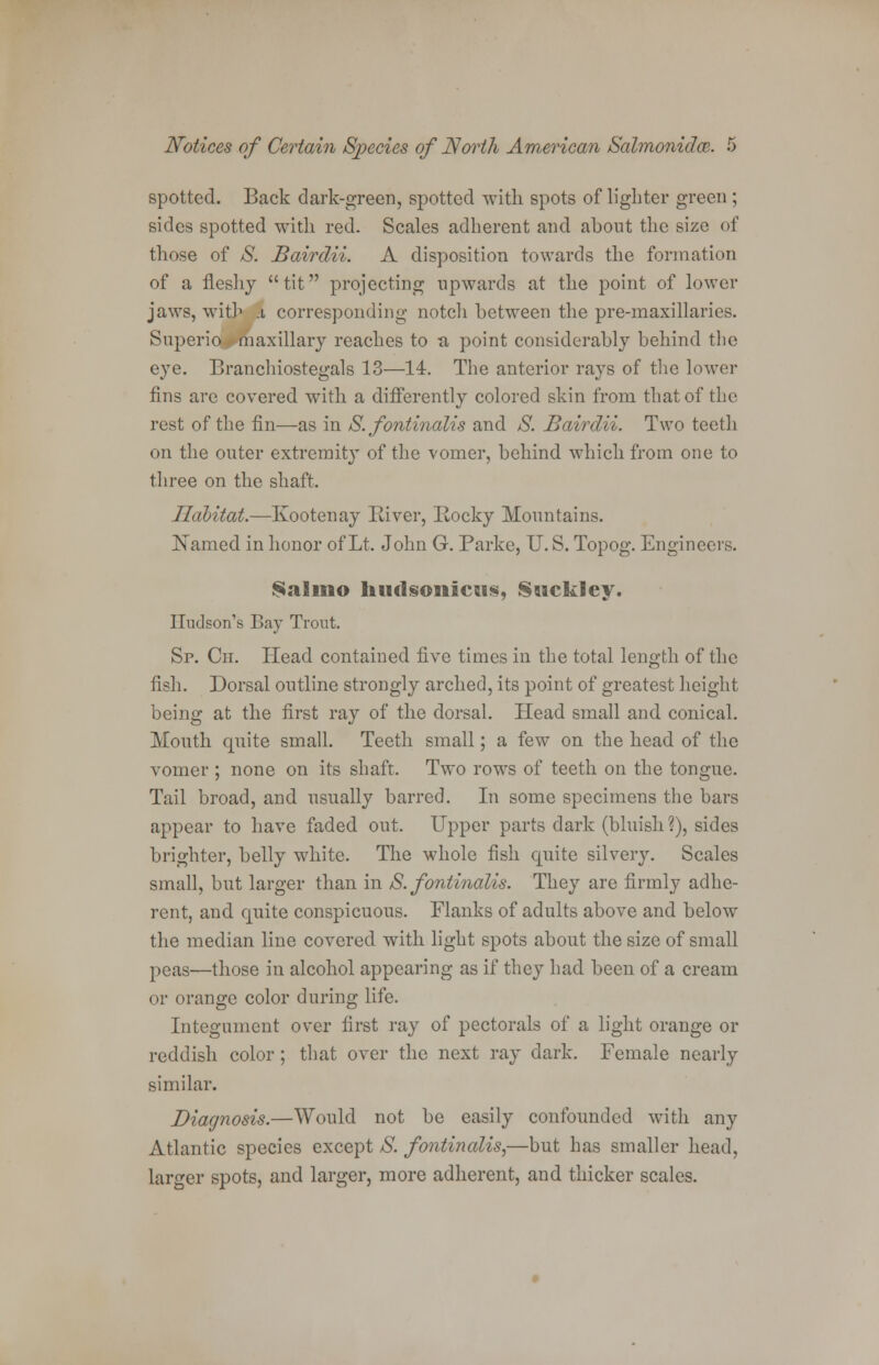 spotted. Back dark-green, spotted with spots of lighter green ; sides spotted with red. Scales adherent and about the size of those of S. Bairdii. A disposition towards the formation of a fleshy tit projecting upwards at the point of lower jaws, with x corresponding notch between the pre-maxillaries. Superio maxillary reaches to a point considerably behind the eye. Branchiostegals 13—14. The anterior rays of the lower fins are covered with a differently colored skin from that of the rest of the fin—as in S. fontinalis and S. Bairdii. Two teeth on the outer extremity of the vomer, behind which from one to three on the shaft. Habitat.—Kootenay River, Rocky Mountains. Named in honor of Lt. John G. Parke, U. S. Topog. Engineers. Sal mo liuclsonicus, Sucklcy. Hudson's Bay Trout. Sr. Cn. Head contained five times in the total length of the fish. Dorsal outline strongly arched, its point of greatest height being at the first ray of the dorsal. Head small and conical. Mouth quite small. Teeth small; a few on the head of the vomer; none on its shaft. Two rows of teeth on the tongue. Tail broad, and usually barred. In some specimens the bars appear to have faded out. Upper parts dark (bluish ?), sides brighter, belly white. The whole fish quite silvery. Scales small, but larger than in S. fontinalis. They are firmly adhe- rent, and quite conspicuous. Flanks of adults above and below the median line covered with light spots about the size of small peas—those in alcohol appearing as if they had been of a cream or orange color during life. Integument over first ray of pectorals of a light orange or reddish color ; that over the next ray dark. Female nearly similar. Diagnosis.—Would not be easily confounded Avith any Atlantic species except 8. fontinalis,—but has smaller head, larger spots, and larger, more adherent, and thicker scales.