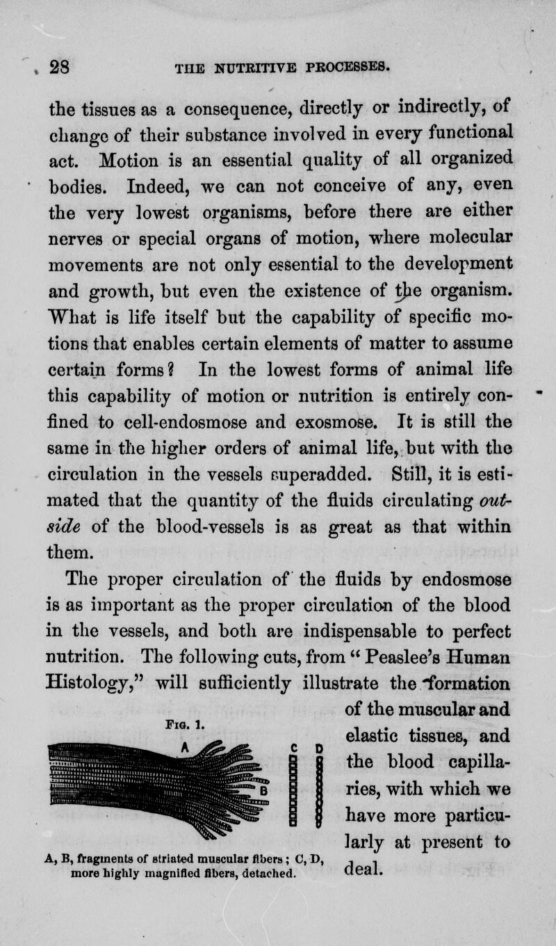 the tissues as a consequence, directly or indirectly, of change of their substance involved in every functional act. Motion is an essential quality of all organized bodies. Indeed, we can not conceive of any, even the very lowest organisms, before there are either nerves or special organs of motion, where molecular movements are not only essential to the development and growth, but even the existence of tb.e organism. What is life itself but the capability of specific mo- tions that enables certain elements of matter to assume certain forms? In the lowest forms of animal life this capability of motion or nutrition is entirely con- fined to cell-endosmose and exosmose. It is still the same in the higher orders of animal life, but with the circulation in the vessels superadded. Still, it is esti- mated that the quantity of the fluids circulating out- side of the blood-vessels is as great as that within them. The proper circulation of the fluids by endosmose is as important as the proper circulation of the blood in the vessels, and both are indispensable to perfect nutrition. The following cuts, from  Peaslee's Human Histology, will sufficiently illustrate the formation of the muscular and elastic tissues, and the blood capilla- ries, with which we have more particu- larly at present to A, B, fragments of Btriated muscular fibers ; C, D, , . more highly magnified fibers, detached. deal. Fig. 1.