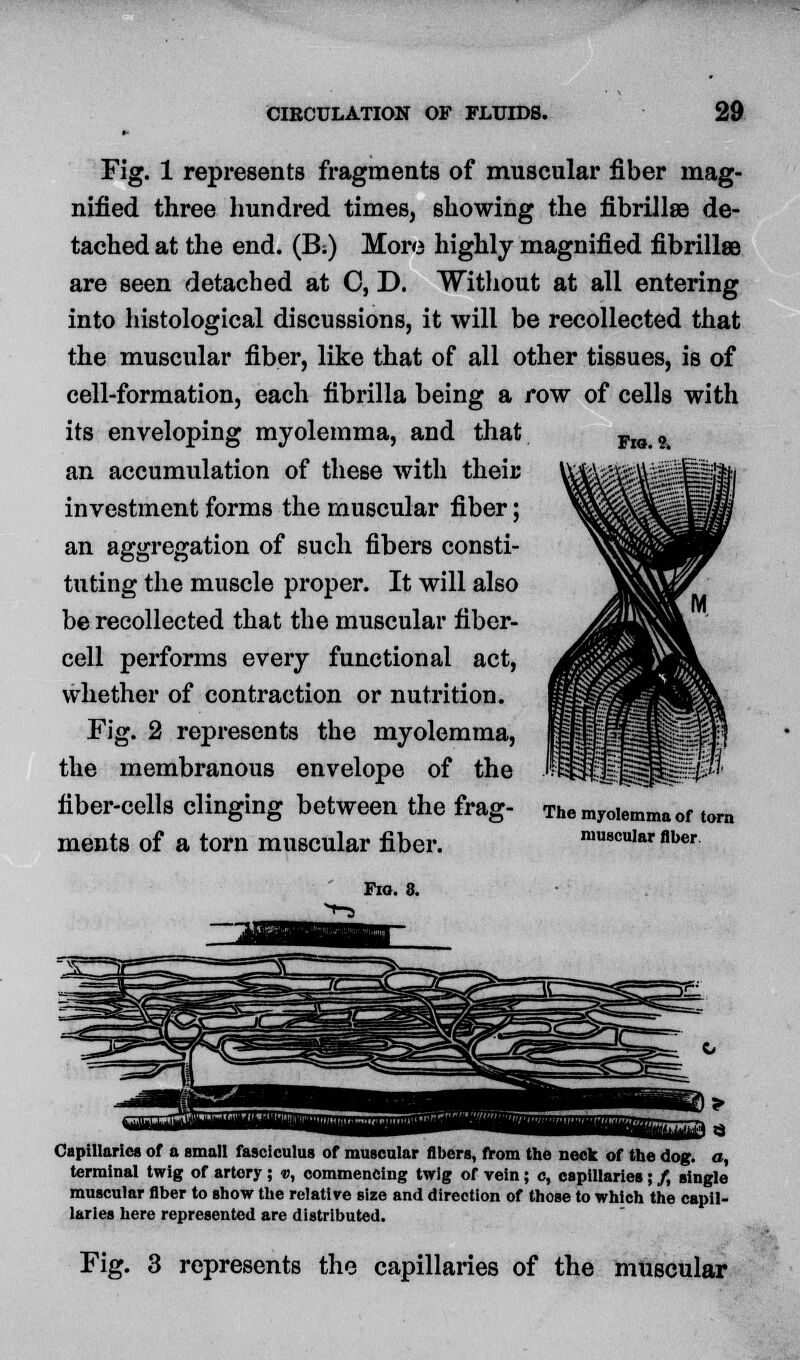 Fio. 2. Fig. 1 represents fragments of muscular fiber mag- nified three hundred times, showing the fibriJlee de- tached at the end. (B;) More highly magnified fibrillss are seen detached at C, D. Without at all entering into histological discussions, it will be recollected that the muscular fiber, like that of all other tissues, is of cell-formation, each fibrilla being a row of cells with its enveloping myolemma, and that an accumulation of these with their investment forms the muscular fiber; an aggregation of such fibers consti- tuting the muscle proper. It will also be recollected that the muscular fiber- cell performs every functional act, whether of contraction or nutrition. Fig. 2 represents the myolemma, the membranous envelope of the '^^^^^^l^t^ fiber-cells clinging between the frag- The myolemma of torn ments of a torn muscular fiber. muscular fiber Fio. 8. Capillaries of a email fasciculus of muscular fibers, from the neck of the dog. a, terminal twig of artery ; t>, commencing twig of vein; c, capillaries; /, single muscular fiber to show the relative size and direction of those to which the capil- laries here represented are distributed. Fig. 3 represents the capillaries of the muscular