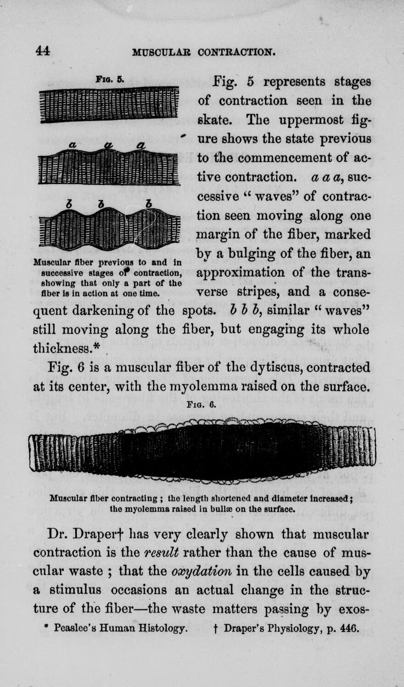 Fm- 5- Fig. 5 represents stages of contraction seen in the skate. The uppermost fig- ure shows the state previous to the commencement of ac- tive contraction, a a a, suc- cessive  waves of contrac- tion seen moving along one margin of the fiber, marked by a bulging of the fiber, an approximation of the trans- verse stripes, and a conse- quent darkening of the spots, b b b, similar  waves still moving along the fiber, but engaging its whole thickness.* Fig. 6 is a muscular fiber of the dytisCus, contracted at its center, with the myolemma raised on the surface. Fig. 6. Muscular fiber previous to and in successive stages or contraction, showing that only a part of the fiber is in action at one time. Muscular fiber contracting ; the length shortened and diameter increased; the myolemma raised in bulla; on the surface. Dr. Draperf has very clearly shown that muscular contraction is the result rather than the cause of mus- cular waste ; that the oxydation in the cells caused by a stimulus occasions an actual change in the struc- ture of the fiber—the waste matters passing by exos- * Peaslee's Human Histology. f Draper's Physiology, p. 446.