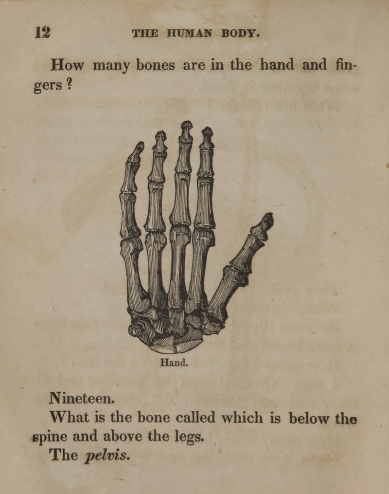 How many bones are in the hand and fin- gers Hand. Nineteen. What is the bone called which is below the spine and above the legs. The pelvis.