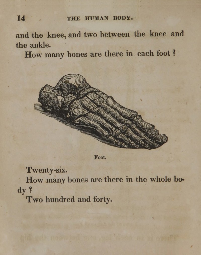 and the knee, and two between the knee and the ankle. How many bones are there in each foot ? Foot. Twenty-six. How many bones are there in the whole bo- dy? Two hundred and forty.