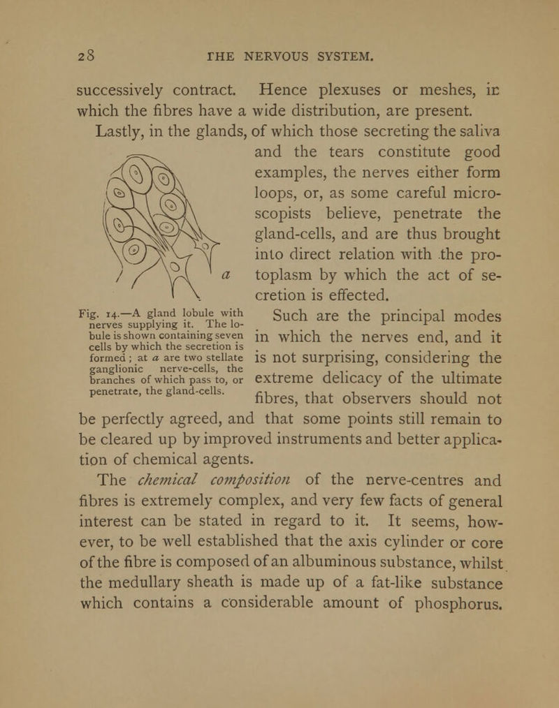successively contract. Hence plexuses or meshes, in which the fibres have a wide distribution, are present. Lastly, in the glands, of which those secreting the saliva and the tears constitute good examples, the nerves either form loops, or, as some careful micro- scopists believe, penetrate the gland-cells, and are thus brought into direct relation with the pro- toplasm by which the act of se- cretion is effected. Such are the principal modes in which the nerves end, and it is not surprising, considering the extreme delicacy of the ultimate fibres, that observers should not be perfectly agreed, and that some points still remain to be cleared up by improved instruments and better applica- tion of chemical agents. The chemical composition of the nerve-centres and fibres is extremely complex, and very few facts of general interest can be stated in regard to it. It seems, how- ever, to be well established that the axis cylinder or core of the fibre is composed of an albuminous substance, whilst the medullary sheath is made up of a fat-like substance which contains a considerable amount of phosphorus. Fig. 14.—A gland lobule with nerves supplying it. The lo- bule is shown containing seven cells by which the secretion is formed ; at a are two stellate ganglionic nerve-cells, the branches of which pass to, or penetrate, the gland-cells.