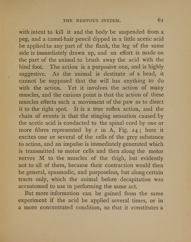 with intent to kill it and the body be suspended from a peg, and a camel-hair pencil dipped in a little acetic acid be applied to any part of the flank, the leg of the same side is immediately drawn up, and an effort is made on the part of the animal to brush away the acid with the hind foot. The action is a purposive one, and is highly suggestive. As the animal is destitute of a head, it cannot be supposed that the will has anything to do with the action. Yet it involves the action of many muscles, and the curious point is that the action of these muscles effects such a movement of the paw as to direct it to the right spot. It is a true reflex action, and the chain of events is that the stinging sensation caused by the acetic acid is conducted to the spinal cord by one or more fibres represented by s in A, Fig. 24; here it excites one or several of the cells of the grey substance to action, and an impulse is immediately generated which is transmitted to motor cells and then along the motor nerves M to the muscles of the thigh, but evidently not to all of them, because their contraction would then be general, spasmodic, and purposeless, but along certain tracts only, which the animal before decapitation was accustomed to use in performing the same act. But more information can be gained from the same experiment if the acid be applied several times, or in a more concentrated condition, so that it constitutes a