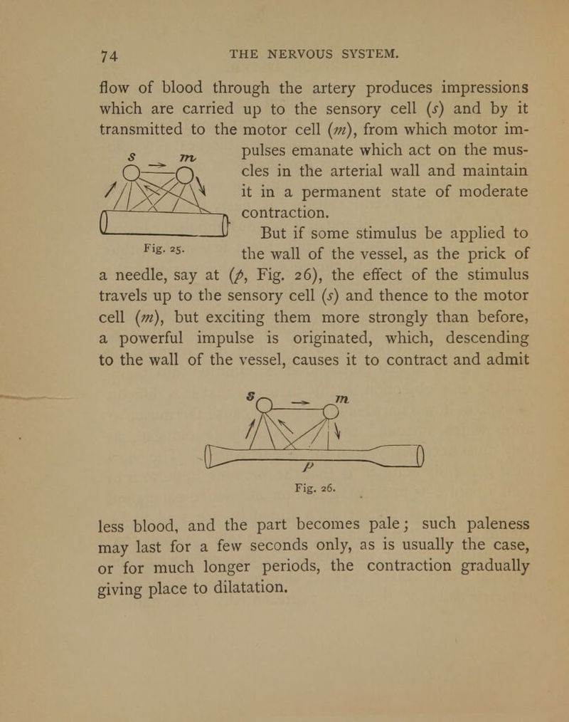 flow of blood through the artery produces impressions which are carried up to the sensory cell (s) and by it transmitted to the motor cell (pi), from which motor im- pulses emanate which act on the mus- cles in the arterial wall and maintain it in a permanent state of moderate contraction. But if some stimulus be applied to the wall of the vessel, as the prick of a needle, say at (p, Fig. 26), the effect of the stimulus travels up to the sensory cell (s) and thence to the motor cell (m), but exciting them more strongly than before, a powerful impulse is originated, which, descending to the wall of the vessel, causes it to contract and admit Fig. 25. Fig. 26. less blood, and the part becomes pale; such paleness may last for a few seconds only, as is usually the case, or for much longer periods, the contraction gradually giving place to dilatation.