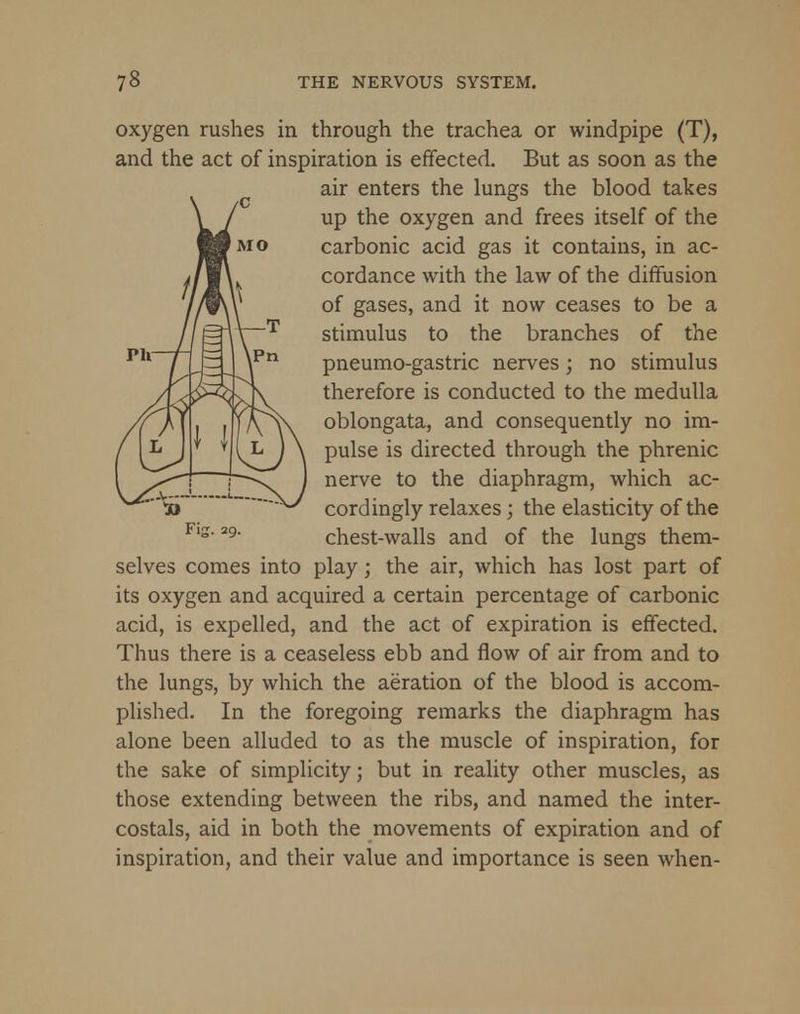 oxygen rushes in through the trachea or windpipe (T), and the act of inspiration is effected. But as soon as the air enters the lungs the blood takes up the oxygen and frees itself of the carbonic acid gas it contains, in ac- cordance with the law of the diffusion of gases, and it now ceases to be a stimulus to the branches of the pneumo-gastric nerves; no stimulus therefore is conducted to the medulla oblongata, and consequently no im- pulse is directed through the phrenic nerve to the diaphragm, which ac- cordingly relaxes; the elasticity of the chest-walls and of the lungs them- selves comes into play; the air, which has lost part of its oxygen and acquired a certain percentage of carbonic acid, is expelled, and the act of expiration is effected. Thus there is a ceaseless ebb and flow of air from and to the lungs, by which the aeration of the blood is accom- plished. In the foregoing remarks the diaphragm has alone been alluded to as the muscle of inspiration, for the sake of simplicity; but in reality other muscles, as those extending between the ribs, and named the inter- costals, aid in both the movements of expiration and of inspiration, and their value and importance is seen when-