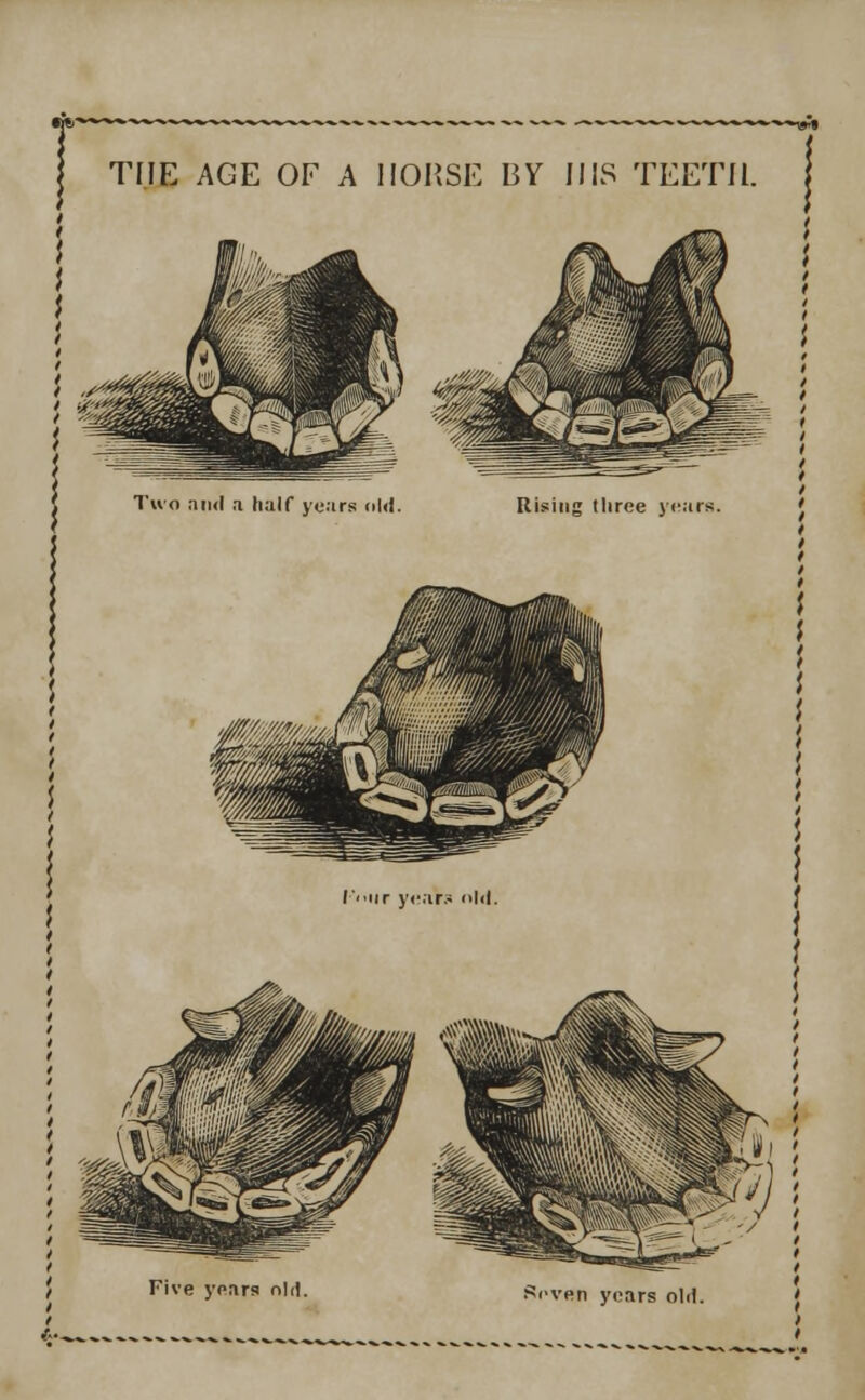THE AGE OF A HOUSE BY 11 IS TEETH. Two and a half years <il«l. Rising three years. I'.iir yean old. Five years nld. •ven years old.