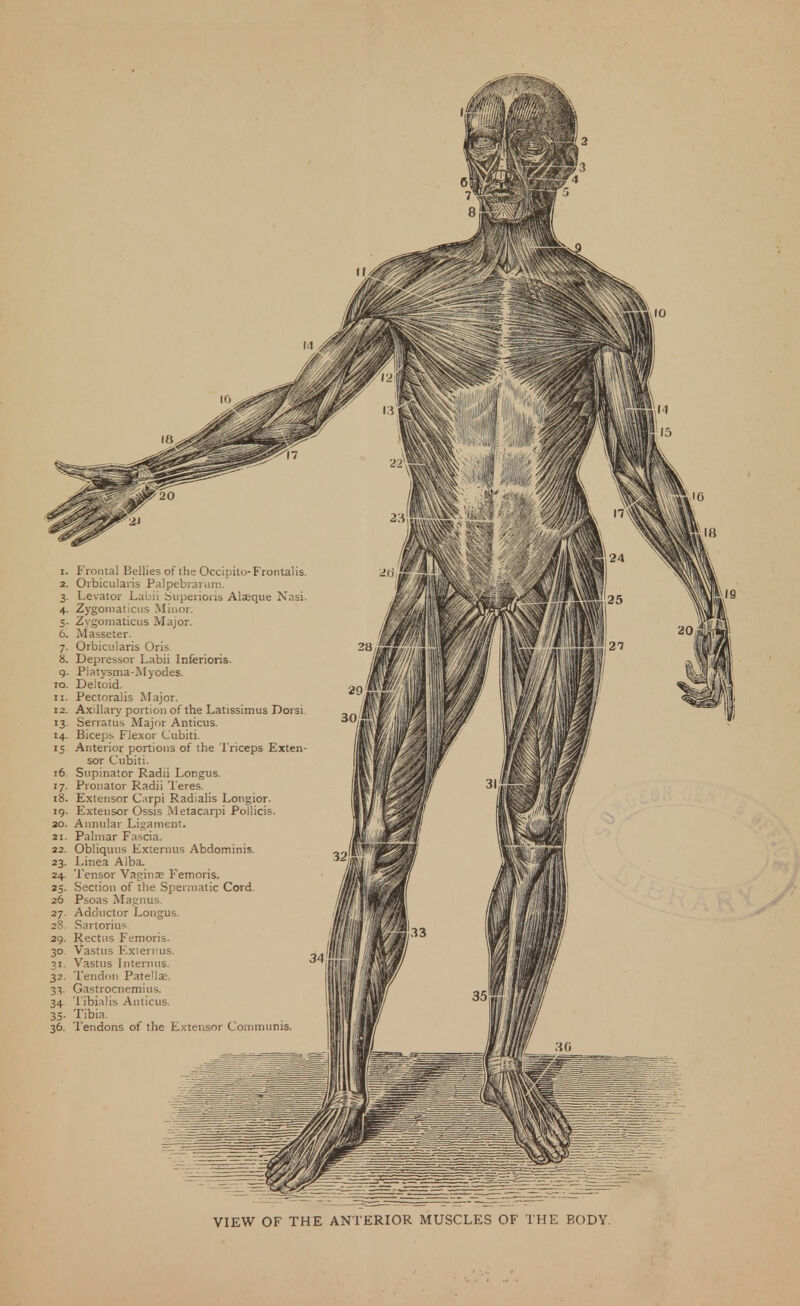 Frontal Bellies of the Occipito-Frontal is. Orbicularis Palpebrarum. Levator Lauii buperioris Aljeque Nasi. Zygomaticus Minor. Zygomaticus Major. Masseter. Orbicularis Oris- Depressor Labii Inferioris. Platysma-Myodes. Deltoid. Pectoralis Major. Axillary portion of the Latissimus Dorsi Serratu.s Major Anticus. Biceps Flexor Cubiti. Anterior portions of the Triceps Exten- sor Cubiti. Supinator Radii Longus. Pronator Radii l eres. Extensor Carpi Radialis Longior. Extensor Ossis Metacarpi Pollicis. Annular Ligament. Palmar Fascia. Obliqiuis Externiis Abdominis. Linea Alba. Tensor Vaginse Femoris. Section of the Spermatic Cord. Psoas Maenus, Adductor Longus. Sartorius Rectus Femoris. Vastus Kxiernus. Vastus Interims. Tendon Patella?. Ga.strocnemius. Tibialis Anticus. Tibia. Tendons of the Extensor Communis. VIEW OF THE ANTERIOR MUSCLES OF THE BODY.