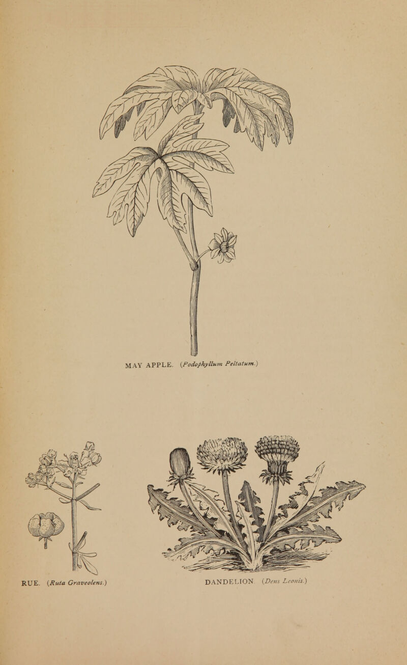 MAY APPLE. (^Podophyllum Peltatum.) RUE. {Ruia Graveolens.) DANDELION {Dein Lconis.)