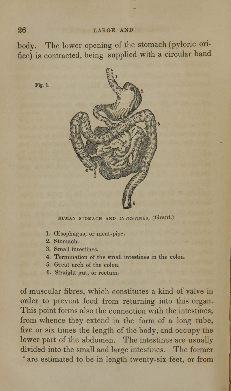 body. The lower opening of the stomach (pyloric ori- fice) is contracted, being supplied with a circular band Fig. 1. HUMAN STOMACH AND 1NTKST1NES, (Grant.) 1. (Esophagus, or meat-pipe. 2. Stomach. 3. Small intestines. 4. Termination of the small intestines in the colon. 5. Great arch of the colon. 6. Straight gut, or rectum. of muscular fibres, which constitutes a kind of valve in order to prevent food from returning into this organ. This point forms also the connection with the intestines, from whence they extend in the form of a long tube, five or six times the length of the body, and occupy the lower part of the abdomen. The intestines are usually divided into the small and large intestines. The former ' are estimated to be in length twenty-six feet, or from