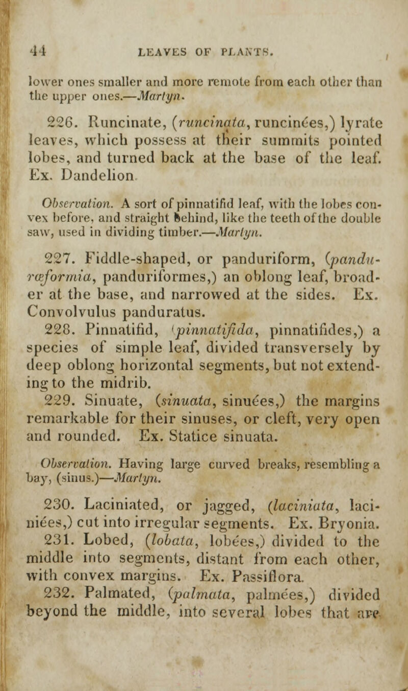 lower ones smaller and more remote from each other than the upper ones.—Marlyn. 226. Runcinate, (runcinata, runcintes,) lyrate leave?, which possess at their summits pointed lobes, and turned back at the base of the leaf. Ex. Dandelion Observation. A sort of pinnatifid leaf, with the lobes con- vex before, and straight fcehind, like the teeth of the double saw, used in dividing timber.—Marlyn. 227. Fiddle-shaped, or panduriform, (pandu- raiformia, panduriformes,) an oblong leaf, broad- er at the base, and narrowed at the sides. Ex. Convolvulus panduratus. 228. Pinnatifid, <pinnatifida:, pinnatifides,) a species of simple leaf, divided transversely by deep oblong horizontal segments, but not extend- ing to the midrib. 229. Sinuate, (sinuata, sinuees,) the margins remarkable for their sinuses, or cleft, very open and rounded. Ex. Statice sinuata. Observation. Having large curved breaks, resembling a bay, (sinus.)—Marlyn. 230. Laciniated, or jagged, (laciniata, laci- niees,) cut into irregular segments. Ex. Bryonia. 231. Lobed, (tobata, lobe'es,) divided to the middle into segments, distant from each other, with convex margins. Ex. Passiflora. 232. Palmated, (palmata, palmees,) divided beyond the middle, into several lobes thnt ave