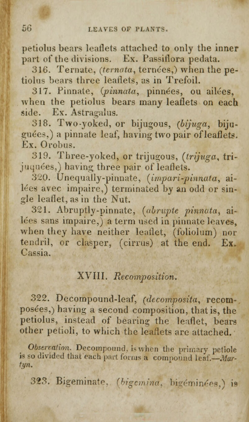petiolus bears leaflets attached to only the inner part of the divisions. Ex. Passiflora pedata. 316. Ternatc, (ternata, ternt'es,) when the pe- tiolus bears three leaflets, as in Trefoil. 317. Pinnate, (pinnata, pinnees, ou ailees, when the petiolus bears many leaflets on each side. Ex. Astragalus. 318. Two-yoked, or bijugous, (bijuga, biju- guees,) a [(innate leaf, having two pair of leaflets. Ex. Orobus. 319. Three-yoked, or trijugous, (irijuga, tri- juque'es,) having three pair of leaflets. 320. Unequally-pinnate, (impari-pinnata, ai- l^ea avec impaire,) terminated by an odd or sin- gle leaflet, as in the Nut. 321. Abruptly-pinnate, (ulruptc pinnata, ai- lees sans impaire,) a term used in pinnate leaves, when they have neither leaflet, (foliolum) nor tendril, or clasper, (cirrus) at the end. Ex. Cassia. XVIII. Recomposition. 322. Decompound-leaf, (dccomposita, recom- posees,) having a second composition, that is, the petiolus, instead of bearing the leaflet, bears other petioli, to which the leaflets are attached. Observation. Decompound, is when the primary petiole is so divided that each part forms a compound leaf.—.Wor- tyn. 323. Bigeminal^, (bigemina, bigemine'ea,) i*
