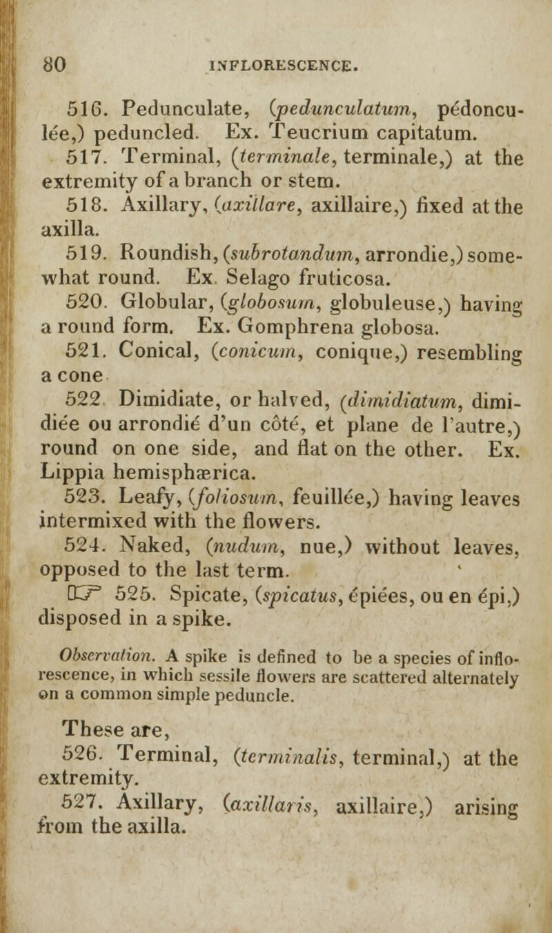 516. Pedunculate, (pedunculatum, pedoncu- lee,) peduncled. Ex. Teucrium capitatum. 517. Terminal, (terminale, terminate,) at the extremity of a branch or stem. 518. Axillary, (axillare, axillaire,) fixed at the axilla. 519. Roundish, (subrotandum, arrondie,) some- what round. Ex. Selago fruticosa. 520. Globular, (globosum, globuleuse,) having a round form. Ex. Gomphrena globosa. 521. Conical, (conicum, conique,) resembling a cone 522 Dimidiate, or halved, (dimidiatum, dimi- die'e ou arrondie d'un cote, et plane de f autre,) round on one side, and flat on the other. Ex. Lippia hemisphaerica. 523. Leafy, (foliosum, feuillee,) having leaves intermixed with the flowers. 524. Naked, (nudum, nue,) without leaves, opposed to the last term. (XT3 525. Spicate, (spicatus, epiees, ou en epi,) disposed in a spike. Observation. A spike is defined to be a species of inflo- rescence, in which sessile flowers are scattered alternately on a common simple peduncle. These are, 526. Terminal, (terminalis, terminal,) at the extremity. 527. Axillary, (axillaris, axillaire,) arising from the axilla.