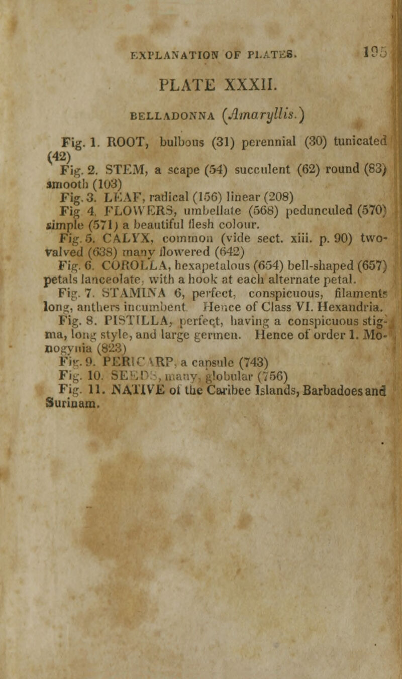 PLATE XXXII. belladonna [Amaryllis.) Fig. 1. ROOT, bulbous (31) perennial (30) tunicaled (42) Fig. 2. STEM, a scape (54) succulent (62) round (83; smooth (103) Fig. 3. LEAF, radical (106) linear (208) Fig 4. FLOWERS, umbellate (568) pcdunculed (570v simple (571) a beautiful llesh colour. Fig.6, CALYX, common (vide sect. xiii. p. 90) two- ralved (638) manv flowered (H42) Fig. C. COROLLA, hexapetalous (654) bell-shaped (657) petals lanceolate with a hook at each alternate petal. Fip;. 7. STAMINA 6, perfect- conspicuous, filament' lon^. anthers incumbent Hence of Class VI. Hexandria. Fig. 8. PISTILLA, perfeqt, having a conspicuou ma, long stylo, and large germen. Hence of order 1. Mo- nogvnia (s Fig.9. \.:.l\ •' RP. a cansnle (743) Fig. 10. Si obular(756) Fig. 11. NATIVE ol the Caribee Islands, Barbadoesand Surinam.