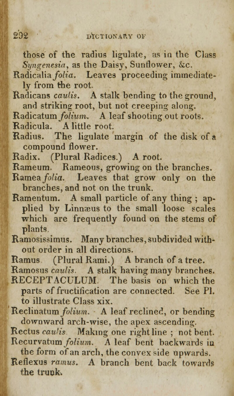 those of the radius ligulate, as in the Class Syngenesia, as the Daisy, Sunflower, &c. Radicalia folia. Leaves proceeding immediate- ly from the root. Radicans caulis. A stalk bending to the ground, and striking root, but not creeping along. Radicatum folium. A leaf shooting out roots. Radicula. A little root. Radius. The ligulate margin of the disk of a compound flower. Radix. (Plural Radices.) A root. Rameum. Rameous, growing on the branches. Ramea folia. Leaves that grow only on the branches, and not on the trunk. Ramentum. A small particle of any thing ; ap- plied by Linnaeus to the small loose scales which are frequently found on the stems of plants. Ramosissiraus. Many branches, subdivided with- out order in all directions. Ramus (Plural Rami.) A branch of a tree. Ramosus caulis. A stalk having many branches. RECEPTACULUM. The basis on which the parts of fructification are connected. See PI. to illustrate Class xix. Reclinatum/o/iw/i. A leaf reclined, or bending downward arch-wise, the apex ascending. Rectus caulis Making one right line ; not bent. Recurvatum/o^'wm. A leaf bent backwards in the form of an arch, the convex side upwards. Reflexus ramus. A branch bent back towards the trunk