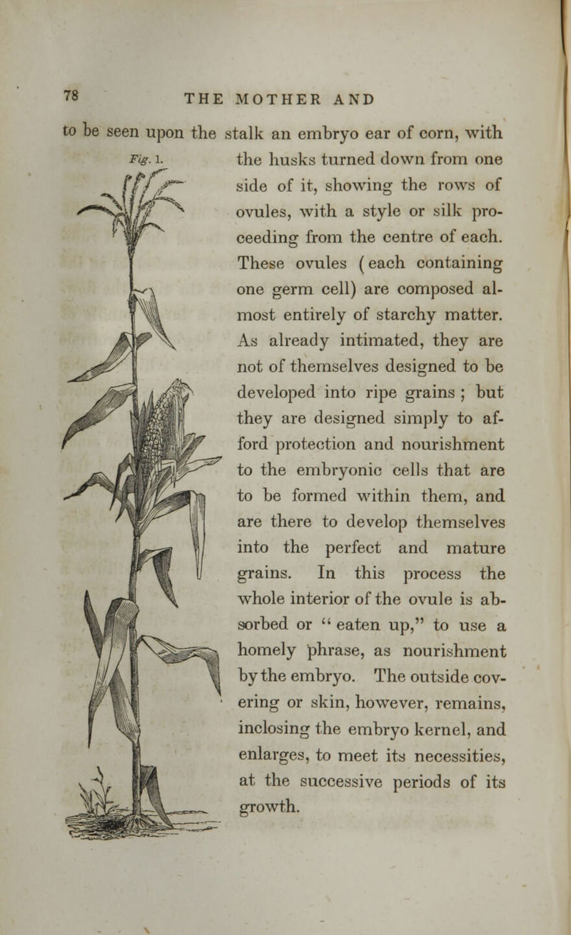 I! to be seen upon the stalk an embryo ear of corn, with Fig. i. the husks turned down from one side of it, showing the rows of ovules, with a style or silk pro- ceeding from the centre of each. These ovules (each containing one germ cell) are composed al- most entirely of starchy matter. As already intimated, they are not of themselves designed to be developed into ripe grains ; but they are designed simply to af- ford protection and nourishment to the embryonic cells that are to be formed within them, and are there to develop themselves into the perfect and mature grains. In this process the whole interior of the ovule is ab- sorbed or  eaten up, to use a homely phrase, as nourishment by the embryo. The outside cov- ering or skin, however, remains, inclosing the embryo kernel, and enlarges, to meet its necessities, at the successive periods of its growth.