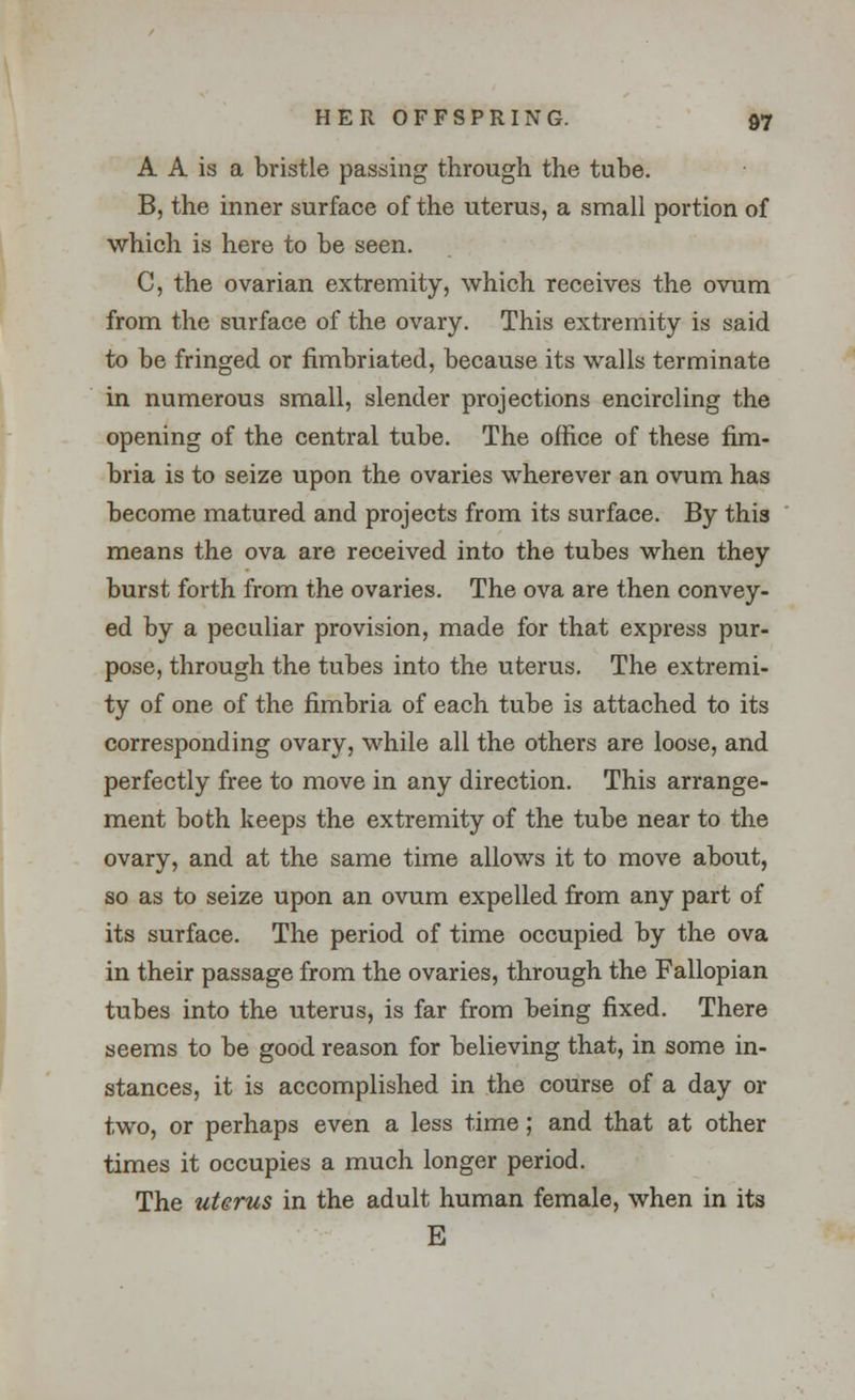 A A is a bristle passing through the tube. B, the inner surface of the uterus, a small portion of which is here to be seen. C, the ovarian extremity, which receives the ovum from the surface of the ovary. This extremity is said to be fringed or fimbriated, because its walls terminate in numerous small, slender projections encircling the opening of the central tube. The office of these fim- bria is to seize upon the ovaries wherever an ovum has become matured and projects from its surface. By this means the ova are received into the tubes when they burst forth from the ovaries. The ova are then convey- ed by a peculiar provision, made for that express pur- pose, through the tubes into the uterus. The extremi- ty of one of the fimbria of each tube is attached to its corresponding ovary, while all the others are loose, and perfectly free to move in any direction. This arrange- ment both keeps the extremity of the tube near to the ovary, and at the same time allows it to move about, so as to seize upon an ovum expelled from any part of its surface. The period of time occupied by the ova in their passage from the ovaries, through the Fallopian tubes into the uterus, is far from being fixed. There seems to be good reason for believing that, in some in- stances, it is accomplished in the course of a day or two, or perhaps even a less time; and that at other times it occupies a much longer period. The uterus in the adult human female, when in its E
