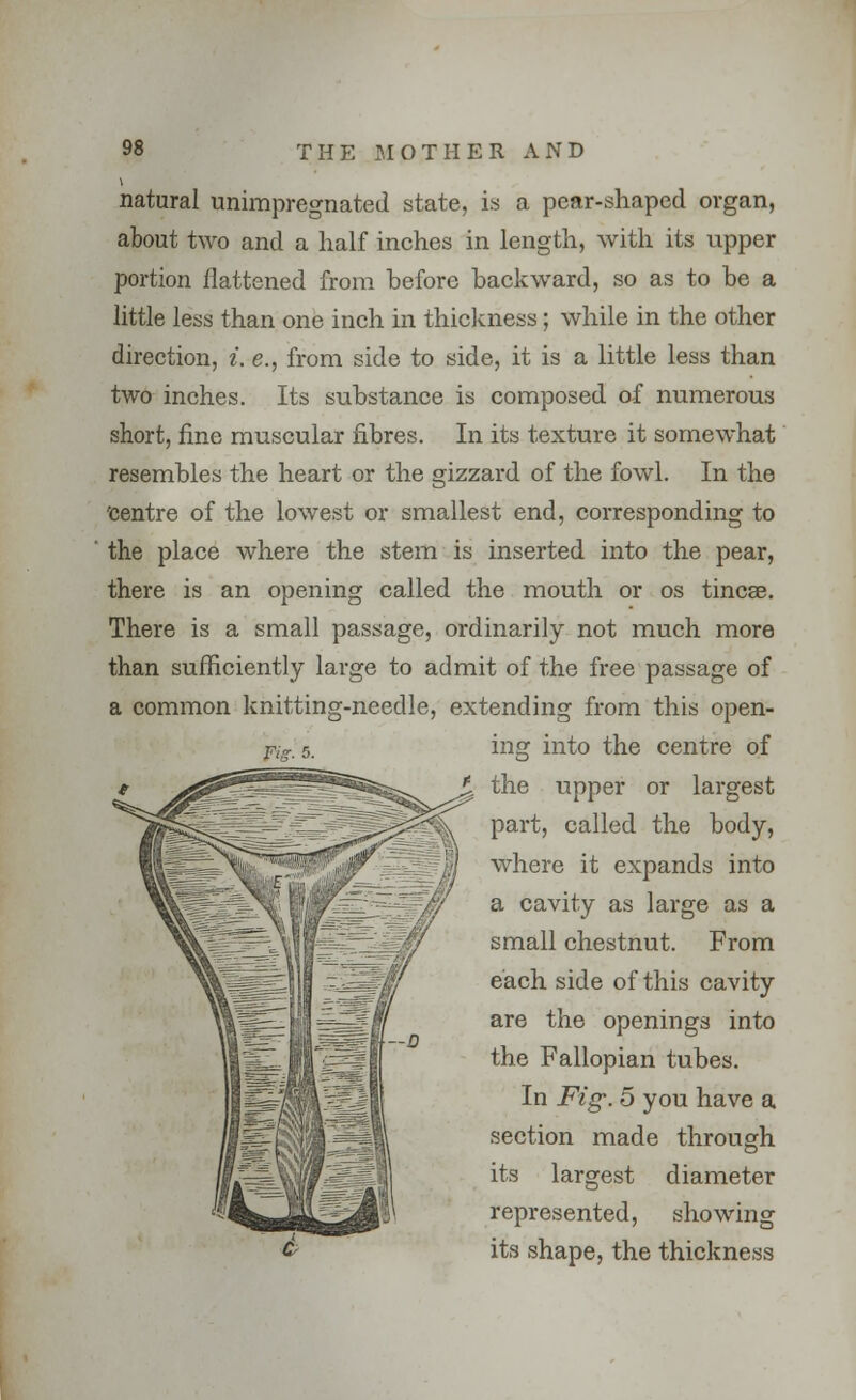 natural unimpregnated state, is a pear-shaped organ, about two and a half inches in length, with its upper portion flattened from before backward, so as to be a little less than one inch in thickness; while in the other direction, i. e., from side to side, it is a little less than two inches. Its substance is composed of numerous short, fine muscular fibres. In its texture it somewhat resembles the heart or the gizzard of the fowl. In the 'centre of the lowest or smallest end, corresponding to the place where the stem is inserted into the pear, there is an opening called the mouth or os tincse. There is a small passage, ordinarily not much more than sufficiently large to admit of the free passage of a common knitting-needle, extending from this open- ing into the centre of the upper or largest part, called the body, where it expands into a cavity as large as a small chestnut. From each side of this cavity are the openings into the Fallopian tubes. In Fig. 5 you have a section made through its largest diameter represented, showing its shape, the thickness