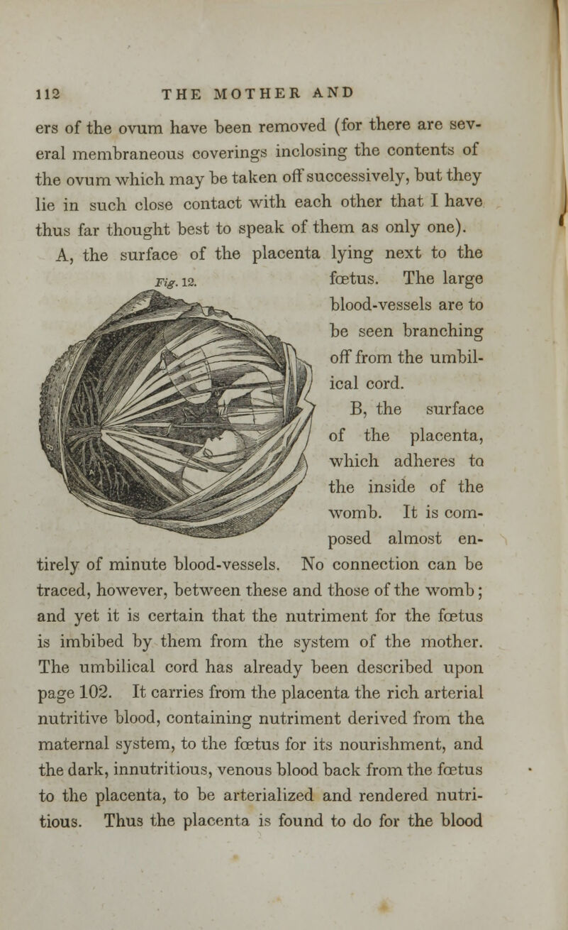 ers of the ovum have been removed (for there are sev- eral membraneous coverings inclosing the contents of the ovum which may be taken off successively, but they lie in such close contact with each other that I have thus far thought best to speak of them as only one). A, the surface of the placenta lying next to the Fig.12. foetus. The large blood-vessels are to be seen branching off from the umbil- ical cord. B, the surface of the placenta, which adheres to the inside of the womb. It is com- posed almost en- tirely of minute blood-vessels. No connection can be traced, however, between these and those of the womb; and yet it is certain that the nutriment for the foetus is imbibed by them from the system of the mother. The umbilical cord has already been described upon page 102. It carries from the placenta the rich arterial nutritive blood, containing nutriment derived from the maternal system, to the foetus for its nourishment, and the dark, innutritious, venous blood back from the foetus to the placenta, to be arterialized and rendered nutri- tious. Thus the placenta is found to do for the blood