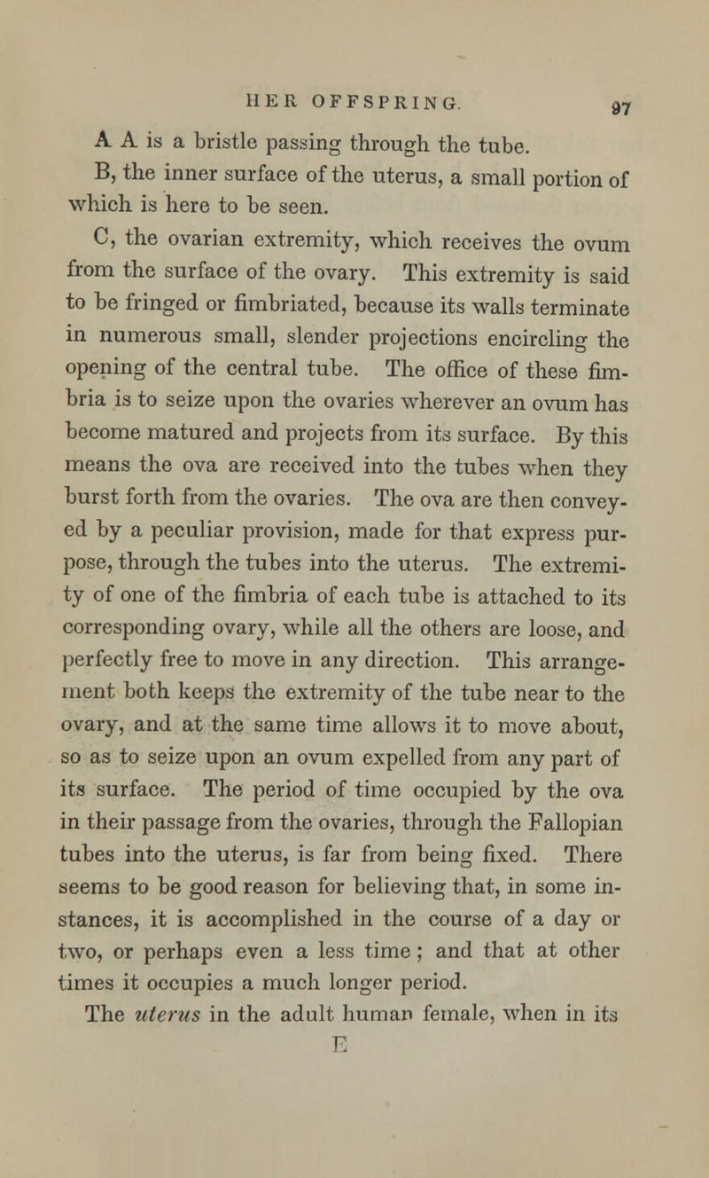 A A is a bristle passing through the tube. B, the inner surface of the uterus, a small portion of which is here to be seen. C, the ovarian extremity, which receives the ovum from the surface of the ovary. This extremity is said to be fringed or fimbriated, because its walls terminate in numerous small, slender projections encircling the opening of the central tube. The office of these fim- bria is to seize upon the ovaries wherever an ovum has become matured and projects from its surface. By this means the ova are received into the tubes when they burst forth from the ovaries. The ova are then convey- ed by a peculiar provision, made for that express pur- pose, through the tubes into the uterus. The extremi- ty of one of the fimbria of each tube is attached to its corresponding ovary, while all the others are loose, and perfectly free to move in any direction. This arrange- ment both keeps the extremity of the tube near to the ovary, and at the same time allows it to move about, so as to seize upon an ovum expelled from any part of its surface. The period of time occupied by the ova in their passage from the ovaries, through the Fallopian tubes into the uterus, is far from being fixed. There seems to be good reason for believing that, in some in- stances, it is accomplished in the course of a day or two, or perhaps even a less time; and that at other times it occupies a much longer period. The uterus in the adult human female, when in its E
