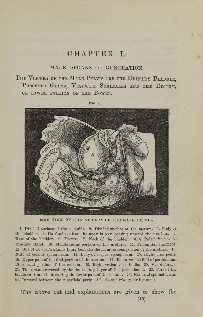 CHAPTER I. MALE OKGANS OF GENEEATION. The Yisceba of the Male Pelvis are the UnisrABr Bladdee, Peostate Gland, Yesicxjlje Seminales and the Rectum, oe lowee poetion of the Bowel. SIDE VIEW OF THE VISCERA OF THE MALE PELVIS. 1. Divided surface of the os pubis. 2. Divided surface of the sacrum. 3. Body of the bladder. 4. Its fundus ; from its apex is seen passing upward the urachus. 5. Base of the bladder. 6. Ureter. 7. Neck of the bladder. 8, 8. Pelvic fasciae. 9. Prostate gland. 10. Membranous portion of the urethra. 11. Triangular ligament. 12. One of Cowper's glands lying beneath the membranous portion of the urethra. 13. Bulb of corpu3 spongiosum. 14. Body of corpus spongiosum. 15. Eight crus penis. 16. Upper part of the first portion of the rectum. 17. Eecto-vesical fold of peritoneum. 18. Second portion of the rectum. 19. Eight vesicula seminalis. 20. Vas deferens. 21. The rectum covered by the descending layer of the pelvic fascia. 22. Part of the levator ani muscle investing the lower part of the rectum. 23. External sphincter ani. 21. Interval between the superficial perineal fascia and triangular ligament. The above cut and explanations are given to show the