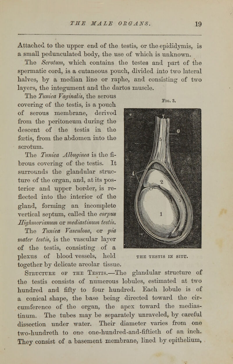 Fig. 3. Attached to the upper end of the testis, or the epididymis, is a small pedunculated body, the use of which is unknown. The Scrotum, which contains the testes and part of the spermatic cord, is a cutaneous pouch, divided into two lateral halves, by a median line or raphe, and consisting of two layers, the integument and the dartos muscle. The Tunica Vaginalis, the serous covering of the testis, is a pouch of serous membrane, derived from the peritoneum during the descent of the testis in the fcetis, from the abdomen into the scrotum. The Tunica Albuginea is the fi- brous covering of the testis. It surrounds the glandular struc- ture of the organ, and, at its pos- terior and upper border, is re- flected into the interior of the gland, forming an incomplete vertical septum, called the corpus Uighnorianum or mediastinum testis. The Tunica Vasculosa, or pia mater testis, is the vascular layer of the testis, consisting of a plexus of blood vessels, held together by delicate areolar tissue. SxrvTJCTUEE of the Testis.—The glandular structure of the testis consists of numerous lobules, estimated at two hundred and fifty to four hundred. Each lobule is of a conical shape, the base being directed toward the cir- cumference of the organ, the apex toward the medias- tinum. The tubes may be separately unraveled, by careful dissection under water. Their diameter varies from one two-hundreth to one one-hundred-and-fiftieth of an inch. They consist of a basement membrane, lined by epithelium, THE TESTIS IN SITU.
