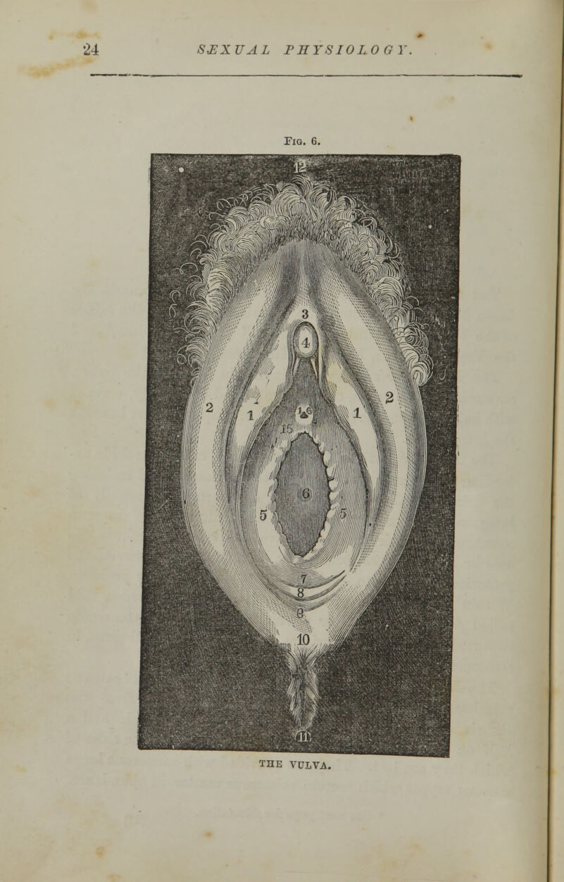Fig. 6. THE VULVA.