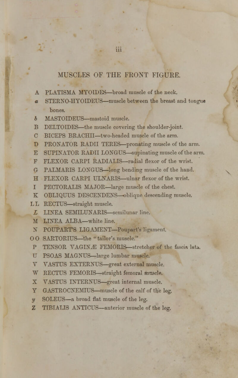 A PLATISMA MYOIDES—broad muscle of the neck. a STERNO-HYOIDEUS—muscle between the breast and tongue bones. 6 MASTOIDEUS—mastoid muscle. B DELTOIDES—the muscle covering the shoulder-joint. C BICEPS BRACHII—two-headed muscle of the arm. D PRONATOR RADII TERES—pronating muscle of the arm. E SUPINATOR RADII LOXGUS—supinating muscle of the arm. F FLEXOR CARPI RADIALIS—radial flexor of the wrist. G PALMARIS LOXGUS—long bending muscle of the hand. H FLEXOR CARPI ULNARIS—ulnar flexor of the wrist. I PECTORALIS MAJOR—large muscle of the chest, K OBLIQUUS DESCEXDEXS—oblique descending muscle. LL RECTUS—straight muscle. L LIXEA SEMILUNARIS—semilunar line. M LIXEA ALBA—white line. X POUPARTS LIGAMENT—Poupart's ligament. 00 SARTORIUS—the tailor's muscle. P TENSOR VAGINAE FEMORIS— stretcher of the fascia lata. U PSOAS MAGNUS—large lumbar muscle. V VASTUS EXTERNUS—great external muscle. W RECTUS FEMORIS—straight femoral muscle. X VASTUS INTERNUS—great internal muscle. Y GASTROCNEMIUS—muscle of the cal f of the leg. y SOLEUS—a broad flat muscle of the leg. Z TIBIALIS ANTICUS—anterior muscle of the leg.