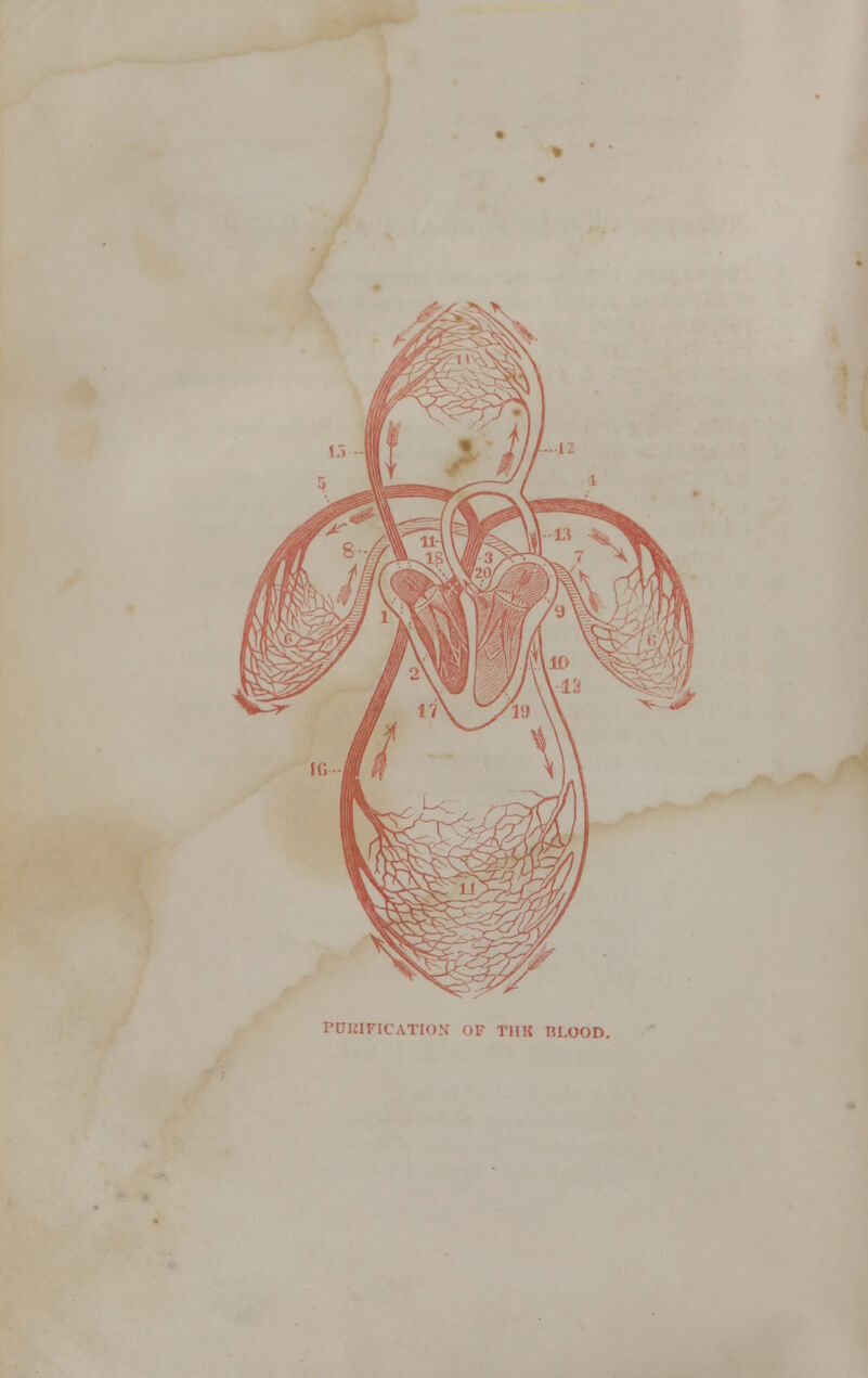 PDmFICATION OF THK BLOOD.