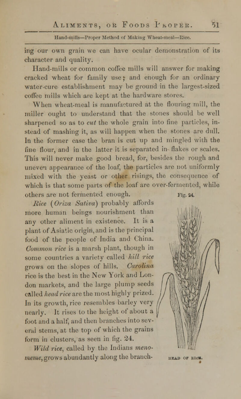 Hand-mills—Proper Method of Making Wheat-meal—Etoe. ing our own grain we can have ocular demonstration of its character and quality. Hand-mills or common coffee mills will answer for making cracked wheat for family use j and enough for an ordinary water-cure establishment may he ground in the largest-sized coffee mills which are kept at the hardware stores. When wheat-meal is manufactured at the flouring mill, the miller ought to understand that the stones should be well sharpened so as to cut the whole grain into fine particles, in- stead of mashing it, as will happen when the stones are dull. In the former case the bran is cut up and mingled with the fine flour, and in the latter it is separated in flakes or scales. This will never make good bread, for, besides the rough and uneven appearance of the loaf, the particles are not uniformly mixed with the yeast or other risings, the consequence of which is that some parts of the loaf arc over-fermented, while others are not fermented enough. Rice (Oriza Sativa) probably affords more human beings nourishment than any other aliment in existence. It is a plant of Asiatic origin, and is the principal food of the people of India and China. Common rice is a marsh plant, though in some countries a variety called hill rice grows on the slopes of hills. Carolina rice is the best in the New York and Lon- don markets, and the large plump seeds called head rice are the most highly prized. In its growth, rice resembles barley very nearly. It rises to the height of about a foot and a half, and then branches into sev- eral stems, at the top of which the grains form in clusters, as seen in fig. 2-4. Wild rice, called by the Indians meno- meme, grows abundantly along the branch- Fig. 84. iieaj) of num.