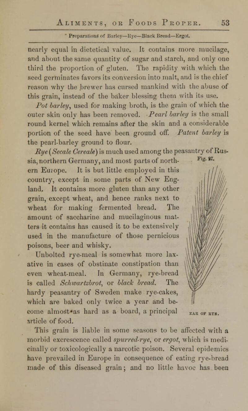 Preparations of Barley—liye—Black Bread—Ergot. Fig. 87. nearly equal in dietetical value. It contains more mucilage, and about the same quantity of sugar and starch, and only one third the proportion of gluten. The rapidity with which the seed germinates favors its conversion into malt, and is the chief reason why the brewer has cursed mankind with the abuse of this grain, instead of the baker blessing them with its use. Pot barley, used for making broth, is the grain of which the outer skin only has been removed. Pearl barley is the small round kernel which remains after the skin and a considerable portion of the seed have been ground off. Patent barley is the pearl-barley ground to flour. Rye (Secale Cereale) is much used among the peasantry of Rus- sia, northern Germany, and most parts of north- ern Euiope. It is but little employed in this country, except in some parts of New Eng- land. It contains more gluten than any other grain, except wheat, and hence ranks next to wheat for making fermented bread. The amount of saccharine and mucilaginous mat- ters it contains has caused it to be extensively used in the manufacture of those pernicious poisons, beer and whisky. Unbolted rye-meal is somewhat more lax- ative in cases of obstinate constipation than even wheat-meal. In Germany, rye-bread is called Schioartzbrot, or black bread. The hardy peasantry of Sweden make rye-cakes, which are baked only twice a year and be- come almost»as hard as a board, a principal article of food. This grain is liable in some seasons to be affected with a morbid excrescence called spurred-rye, or ergot, which is medi- cinally or toxicologically a narcotic poison. Several epidemics have prevailed in Europe in consequence of eating rye-bread made of this diseased grain; and no little havoc has been EAR OP BTB.