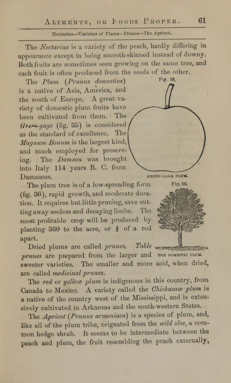 Nectarine—Varieties of Plums—Prunes—The Apricot. The Nectarine is a variety of the peach, hardly differing in appearance except in being smooth-skinned instead of downy. Both fruits are sometimes seen growing on the same tree, and each fruit is often produced from the seeds of the other. The Plum (Primus domestica) F'e'i^' is a native of Asia, America, and the south of Europe. A great va- riety of domestic plum fruits have been cultivated from them. The Grt*H-(jage (fig. 35) is considered as the standard of excellence. The! Magnum Bonum is the largest kind,' and much employed for preserv- ing. The Damson was brought into Italy 114 years B. C. from Damascus. cbebn-uagb rum. The plum tree is of a low-spreading form Fis- 36. (fig. 36), rapid growth, and moderate dura- tion. It requires but little pruning, save cut- ting away useless and decaying limbs. The most profitable crop will be produced by planting 360 to the acre, or 5 of a rod apart. Dried plums are called prunes. Table prunes are prepared from the larger and the domestic plum. sweeter varieties. The smaller and more acid, when dried, are called medicinal prunes. The red or yellow plum is indigenous in this country, from Canada to Mexico. A variety called the Chickasaw plum is a native of the country west of the Mississippi, and is exten- sively cultivated in Arkansas and the south-western States. The Apricot (Primus armeniaca) is a species of plum, and, like all of the plum tribe, orignated from the wild sloe, a com- mon hedge shrub. It seems to be intermediate between the peach and plum, the fruit resembling the peach externally,