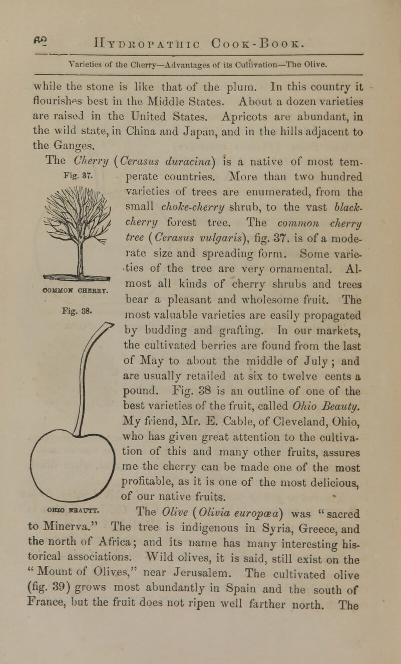 ft 11 Y n 11 o r A T II i c Cook-Book, OOHMOK CHERBT. Fi£ Varieties of the Cherry—Advantages of its Cultivation—The Olive. while the stone is like that of the plum. In this country it flourishes best in the Middle States. About a dozen varieties are raised in the United States. Apricots are abundant, in the wild state, in China and Japan, and in the hills adjacent to the Ganges. The Cherry (Cerasus duracina) is a native of most tern- Fig. 37. perate countries. More than two hundred varieties of trees are enumerated, from the small choke-cherry shrub, to the vast black- cherry forest tree. The common cherry tree (Cerasus vulgaris), fig. 37. is of a mode- rate size and spreading form. Some varie- ■ties of the tree are very ornamental. Al- most all kinds of cherry shrubs and trees bear a pleasant and wholesome fruit. The most valuable varieties are easily propagated by budding and grafting. In our markets, the cultivated berries are found from the last of May to about the middle of July ; and are usually retailed at six to twelve cents a pound. Fig. 38 is an outline of one of the best varieties of the fruit, called Ohio Beauty. I My friend, Mr. E. Cable, of Cleveland, Ohio, f Xl—^ who has given great attention to the cultiva- / \ tion of this and many other fruits, assures J me the cherry can be made one of the most \ / profitable, as it is one of the most delicious, ^^ _^y of our native fruits. oko mactt. The Olive ( Olivia europcea) was  sacred to Minerva. The tree is indigenous in Syria, Greece, and the north of Africa; and its name has many interesting his- torical associations. Wild olives, it is said, still exist on the  Mount of Olives, near Jerusalem. The cultivated olive (fig. 39) grows most abundantly in Spain and the south of France, but the fruit does not ripen well farther north. The