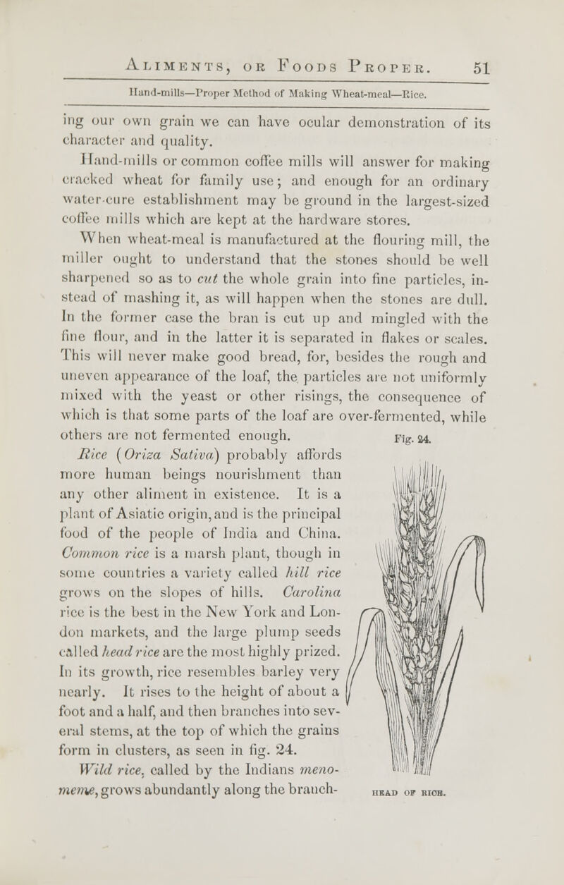 Hand-mills—Proper Method of Making Wheat-meal—Rice. ing our own grain we can have ocular demonstration of its character and quality. i land-mills or common coffee mills will answer for making ciacked wheat for family use; and enough for an ordinary water-cure establishment may be ground in the largest-sized coffee mills which are kept at the hardware stores. When wheat-meal is manufactured at the flouring mill, the miller ought to understand that the stones should be well sharpened so as to cut the whole grain into fine particles, in- stead of mashing it, as will happen when the stones are dull. In the former case the bran is cut up and mingled with the fine flour, and in the latter it is separated in flakes or scales. This will never make good bread, for, besides the rough and uneven appearance of the loaf, the particles are not uniformly mixed with the yeast or other risings, the consequence of which is that some parts of the loaf are over-fermented, while others are not fermented enough. Fig. 34, Rite (Oriza Saliva) probably affords more human beings nourishment than any other aliment in existence. It is a plant of Asiatic origin, and is the principal food of the people of India and China. Common rice is a marsh plant, though in some countries a variety called hill rice grows on the slopes of hills. Carolina rice is the best in the New York and Lon- don markets, and the large plump seeds called head rice arc the most highly prized. In its growth, rice resembles barley very nearly. It rises to the height of about a foot and a half, and then branches into sev- eral stems, at the top of which the grains form in clusters, as seen in fig. 24. Wild rice, called by the Indians meno- me?7W, grows abundantly along the brauch- HKAD OF 1U0H.