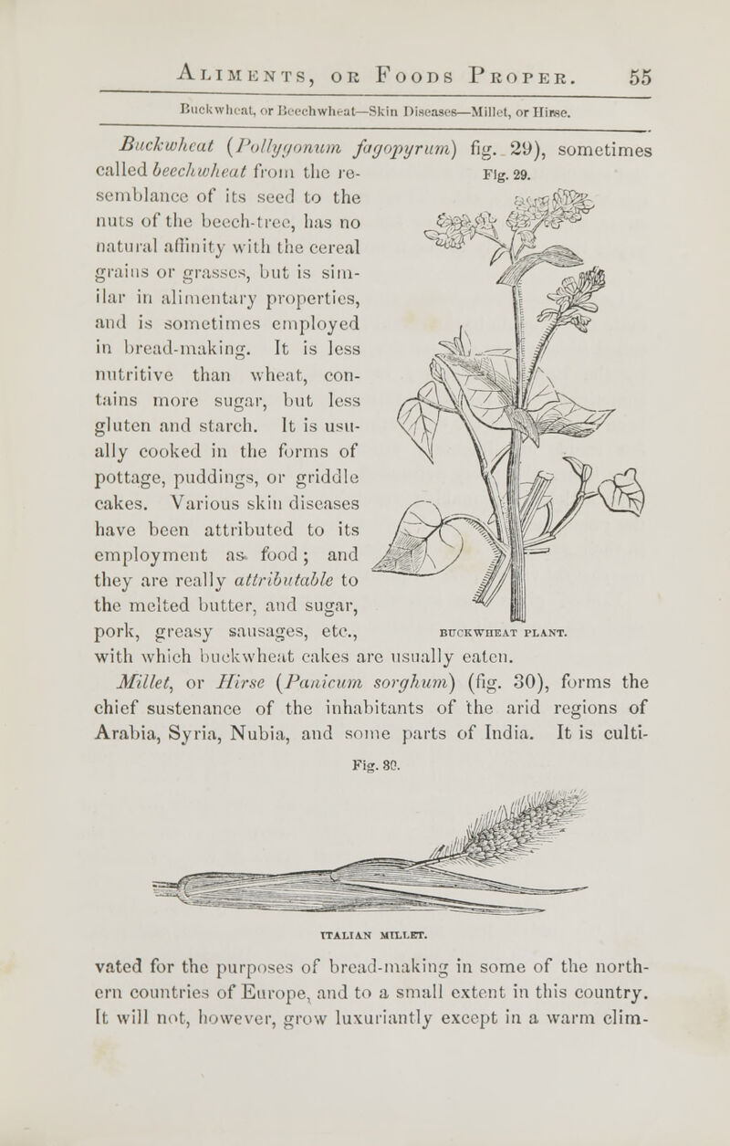 Buckwheat, or Bcechwheat—Skin Diseases—Millet, orllif.se. Buckwheat (Pollygonum fagopyrum) fig. 29), sometimes Fig. 29. '■•*• called beechwheat from the re- semblance of its seed to the nuts of the beech-tree, has no natural affinity with the cereal grains or grasses, but is sim- ilar in alimentary properties, and is sometimes employed in bread-making. It is less nutritive than wheat, con- tains more sugar, but less gluten and starch. It is usu- ally cooked in the forms of pottage, puddings, or griddle cakes. Various skin diseases have been attributed to its employment as- food; and they are really attributable to the melted butter, and sugar, pork, greasy sausages, etc., with which buckwheat cakes are usually eaten. Millet, or Hirse (Panirum sorghum) (fig. 30), forms the chief sustenance of the inhabitants of the arid regions of Arabia, Syria, Nubia, and some parts of India. It is culti- Fig. 80. BCrKWETEAT PLANT. ITALIAN MILLET. vated for the purposes of bread-making in some of the north- ern countries of Europe, and to a small extent in this country. It will not, however, grow luxuriantly except in a warm dim-