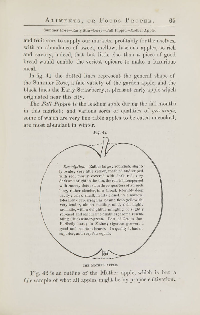 Summer Rose—Early Strawberry—Fall Pippin—Mother Apple. and fruiterers to supply our markets, profitably for themselves, with an abundance of sweet, mellow, luscious apples, so rich and savory, indeed, that but little else than a piece of good bread would enable the veriest epicure to make a luxurious meal. In fig. 41 the dotted lines represent the general shape of the Summer Rose, a fine variety of the garden apple, and the black lines the Early Strawberry, a pleasant early apple which originated near this city. The Fall Pippin is the leading apple during the fall months in this market; and various sorts or qualities of greenings, some of which are very fine table apples to be eaten uncooked, are most abundant in winter. Fig. 42. Description.—Rather largo; roundish, slight- ly ovate; very little yellow, marbled and striped with red, mostly covered with dark red, very dark and bright in the sun, the red is interspersed with russety dots; stem three quarters of an inch long, rather slender, in a broad, tolerably deep cavity; calyx small, nearly closed, in a narrow, tolerably deep, irregular basin; flesh yellowish, very tender, almost melting, mild, rich, highly aromatic, with a delightful mingling of slightly sub-acid and saccharine qualities; aroma resem- bling Chiekwinter-grecn. Last of Oct. to -Ian. Perfectly hardy in Maine; vigorous grower, a good and constant bearer. In quality it has no superior, and very few equals. THE MOTHER APPLK. Fig. 42 is an outline of the Mother apple, which is but a fair sample of what all apples might be by proper cultivation.