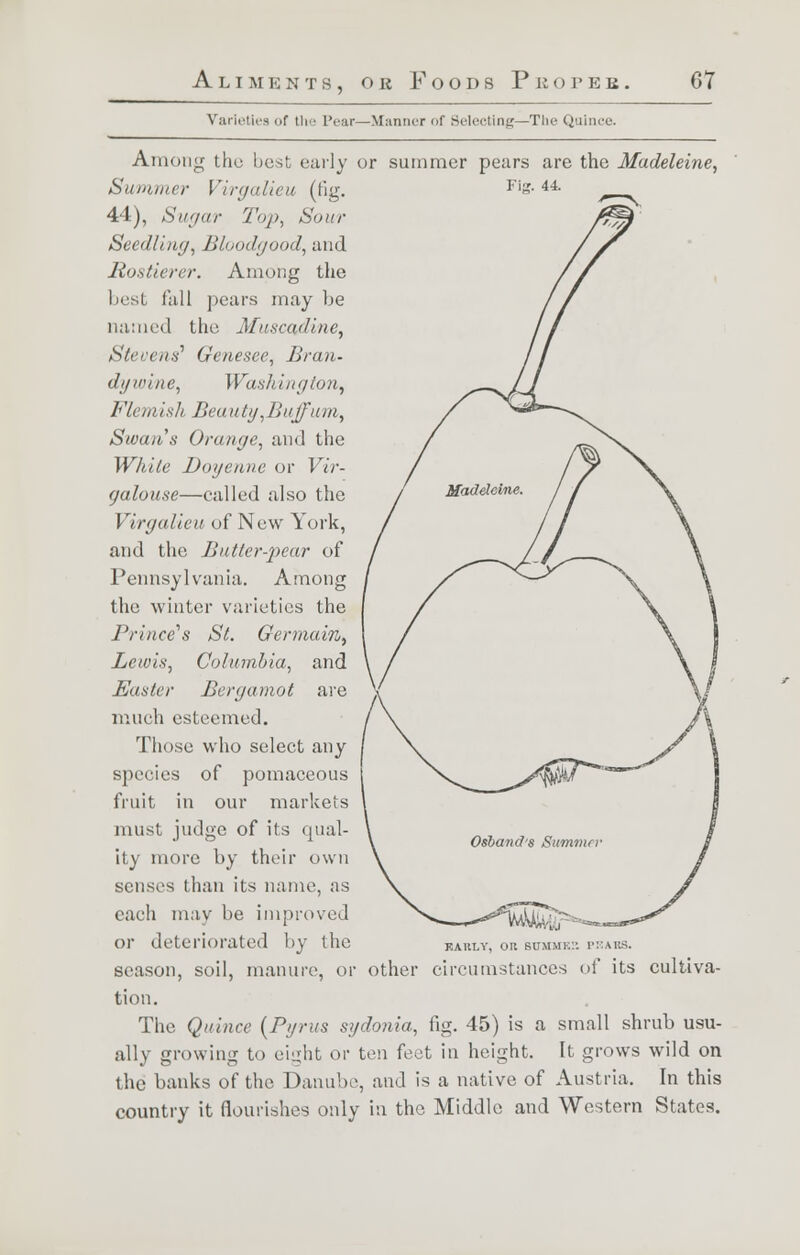 Varieties <>f the Pear—Manner of Selecting—The Quince. Among the best curly or summer pears are the Madeleine, Summer Virgalieu (fig. 44), Sugar Top, Sour Seedling, Bloodgood, and Rostierer. Among the best fall pears may be named the Muscarine, Stevens' Genesee, Bran- dywine, Washington, Fl< mish Beauty,Buffum, Swan's Orange, and the While Doge/me or Vir- galouse—called also the Virgalieu of New York, and the Butter-pear of Pennsylvania. Among the winter varieties the Prince's St. Germain, Lewis, Columbia, and Easter Bergamot are much esteemed. Those who select any species of pomaceous fruit in our markets must judge of its qual- ity more by their own senses than its name, as each may be improved or deteriorated by the m \ kaiit.v, on somme:: season, soil, manure, or other circumstances of its cultiva- tion. The Quince (Pgrus sydonia, fig. 45) is a small shrub usu- ally growing to eight or ten feet in height. It grows wild on the banks of the Danube, and is a native of Austria. In this country it flourishes only in the Middle and Western States.